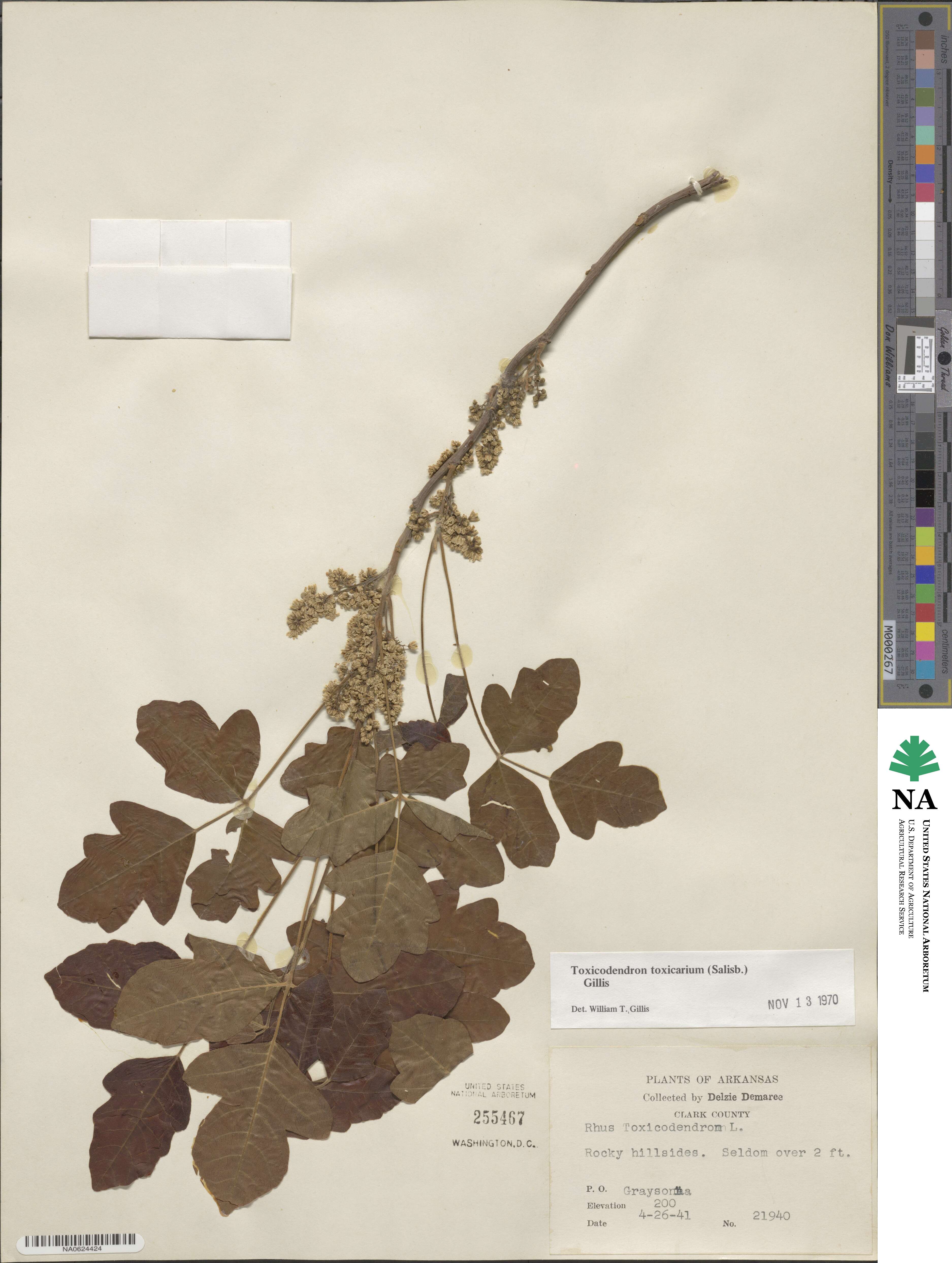 Toxicodendron pubescens image