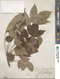 Toxicodendron vernicifluum image