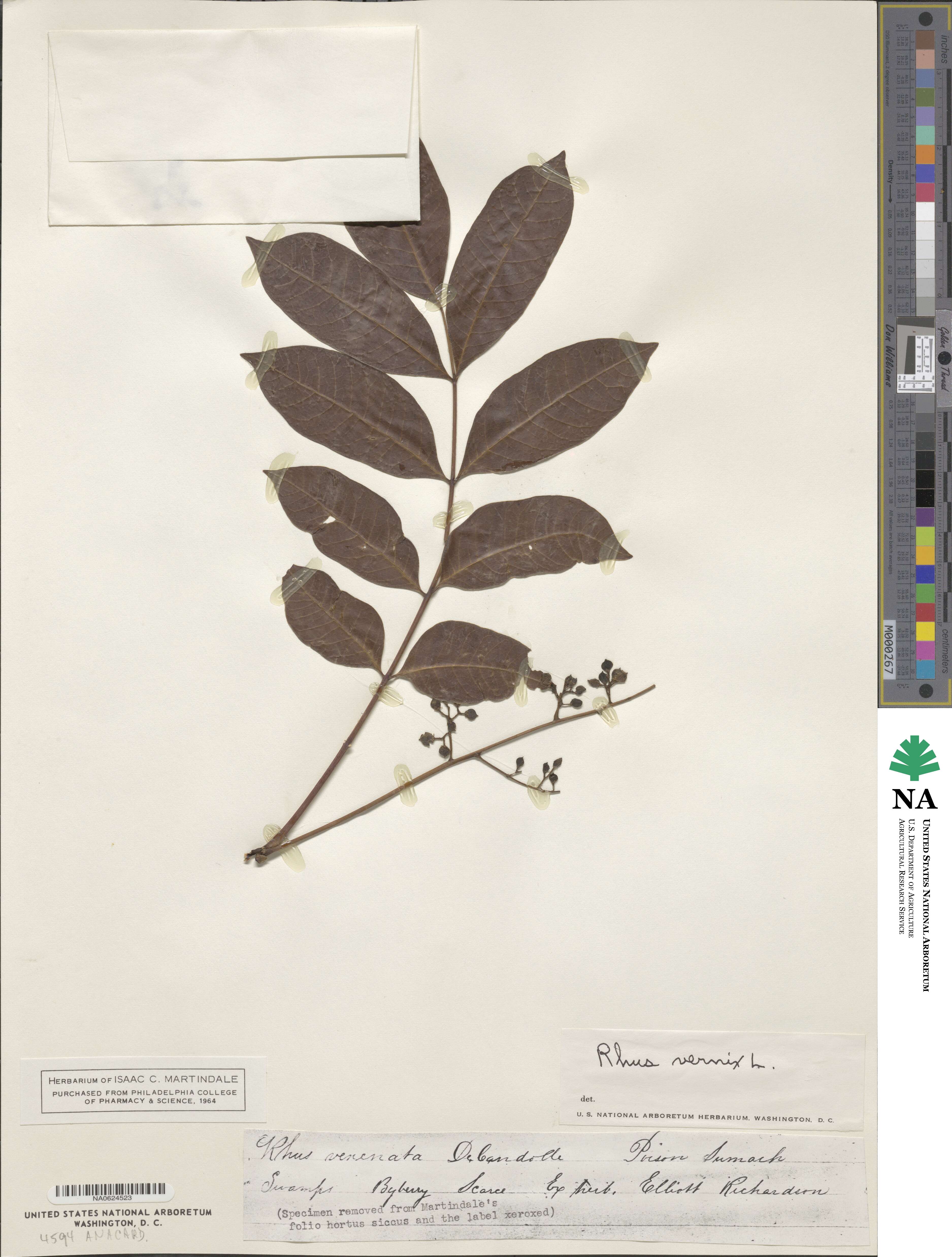 Rhus vernix image