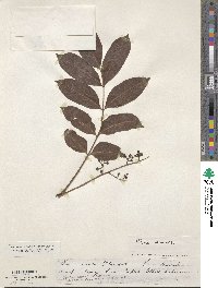 Image of Rhus vernix