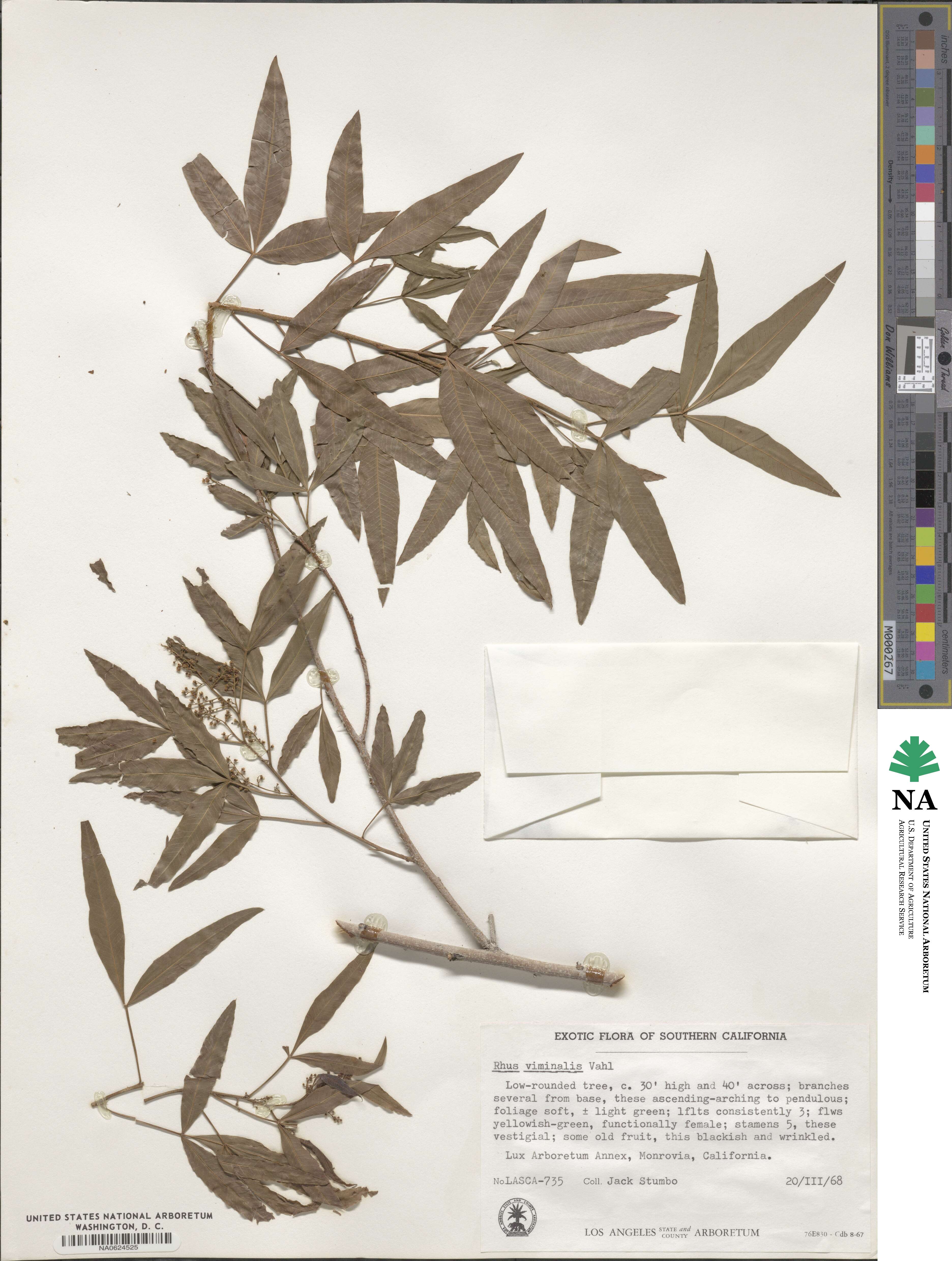 Rhus viminalis image