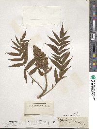 Rhus typhina image