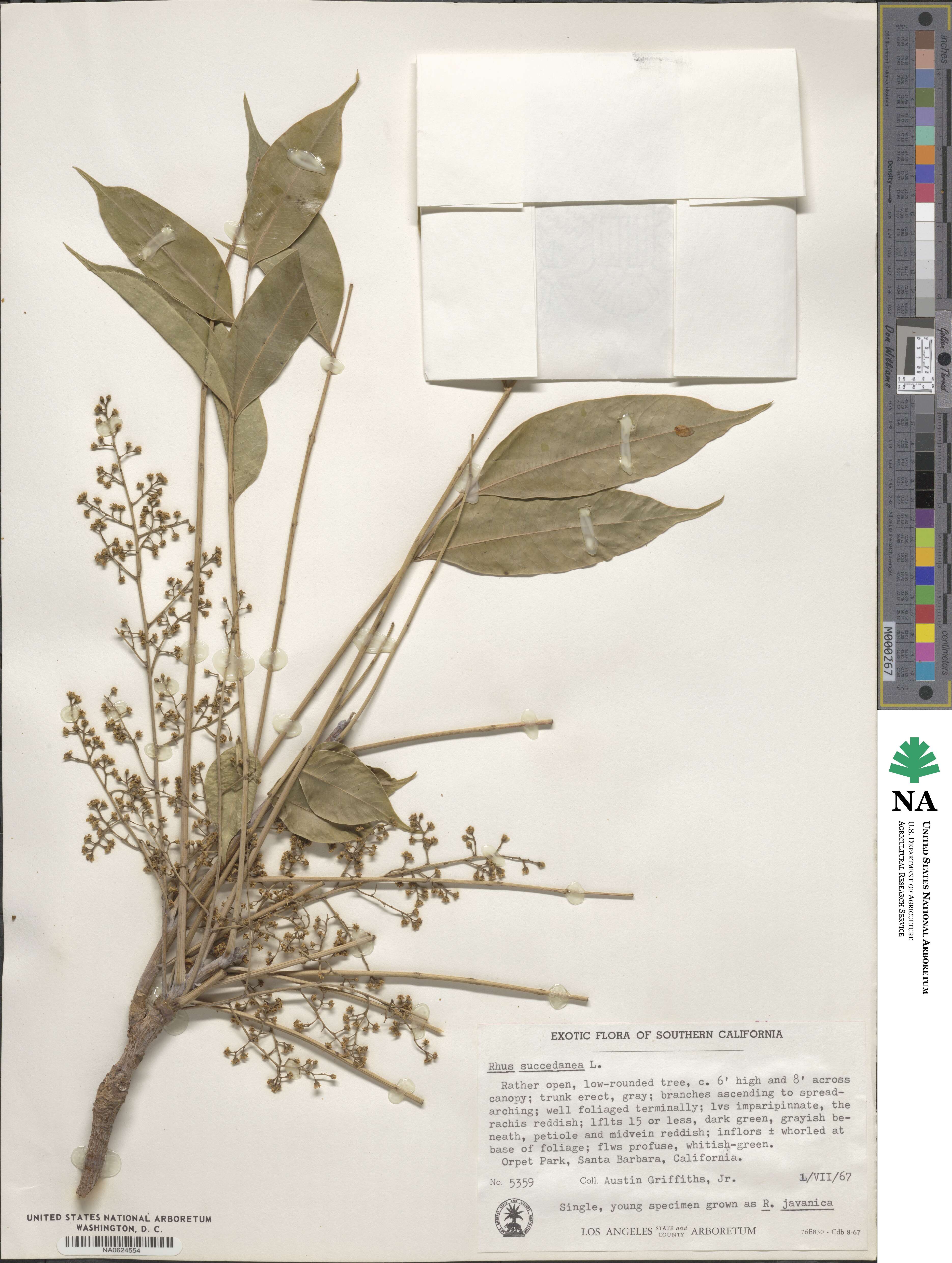 Toxicodendron succedaneum image