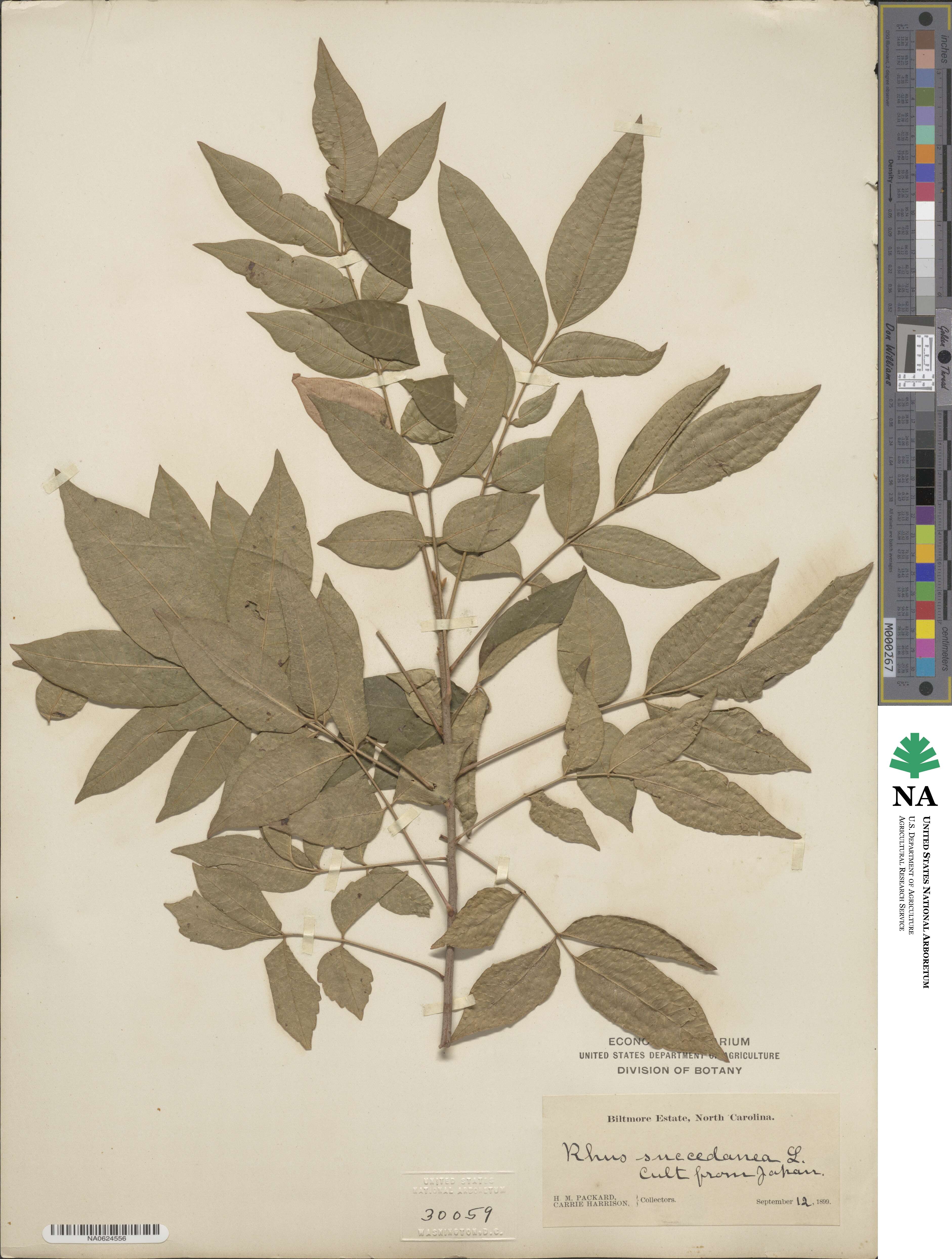 Toxicodendron succedaneum image