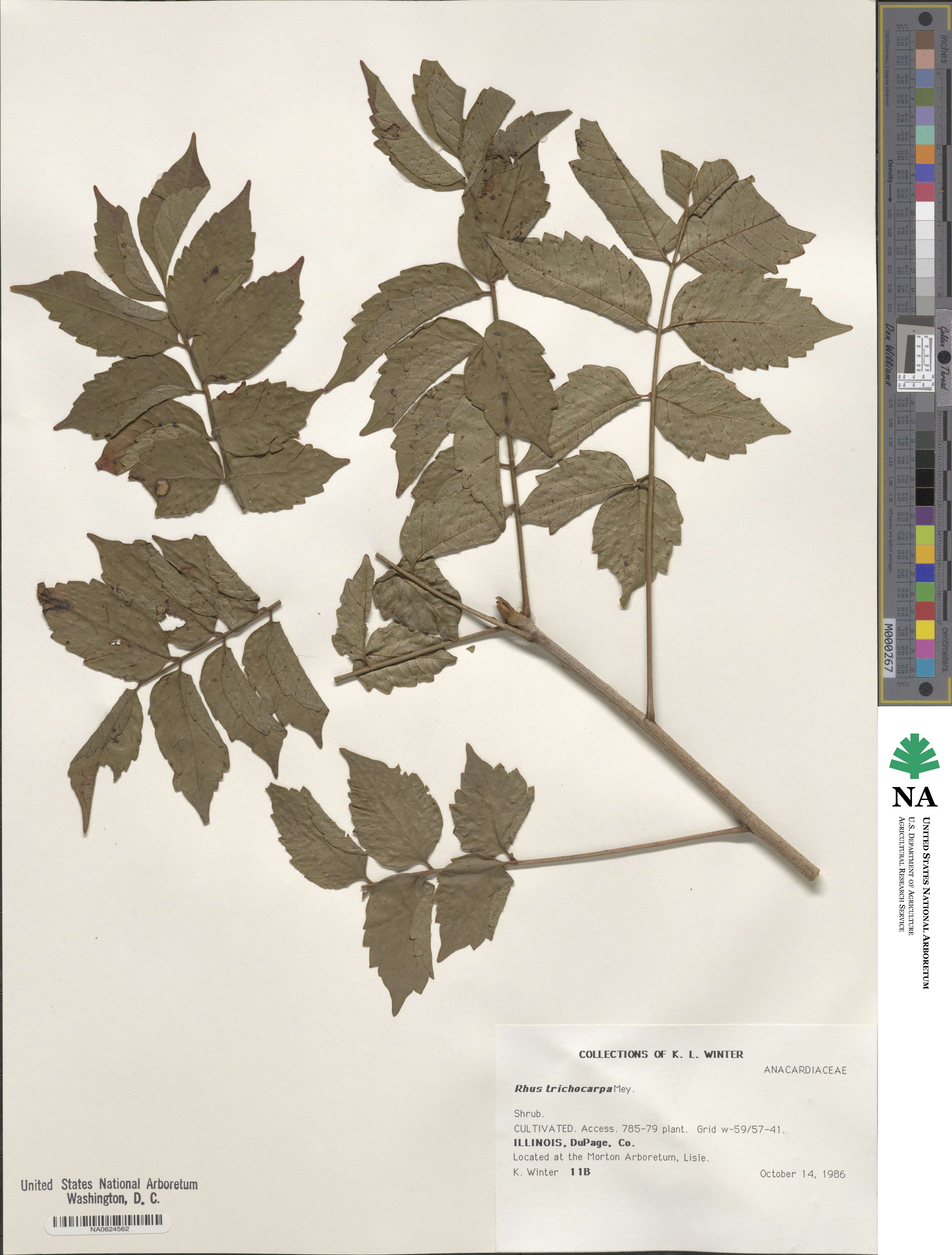 Toxicodendron trichocarpum image