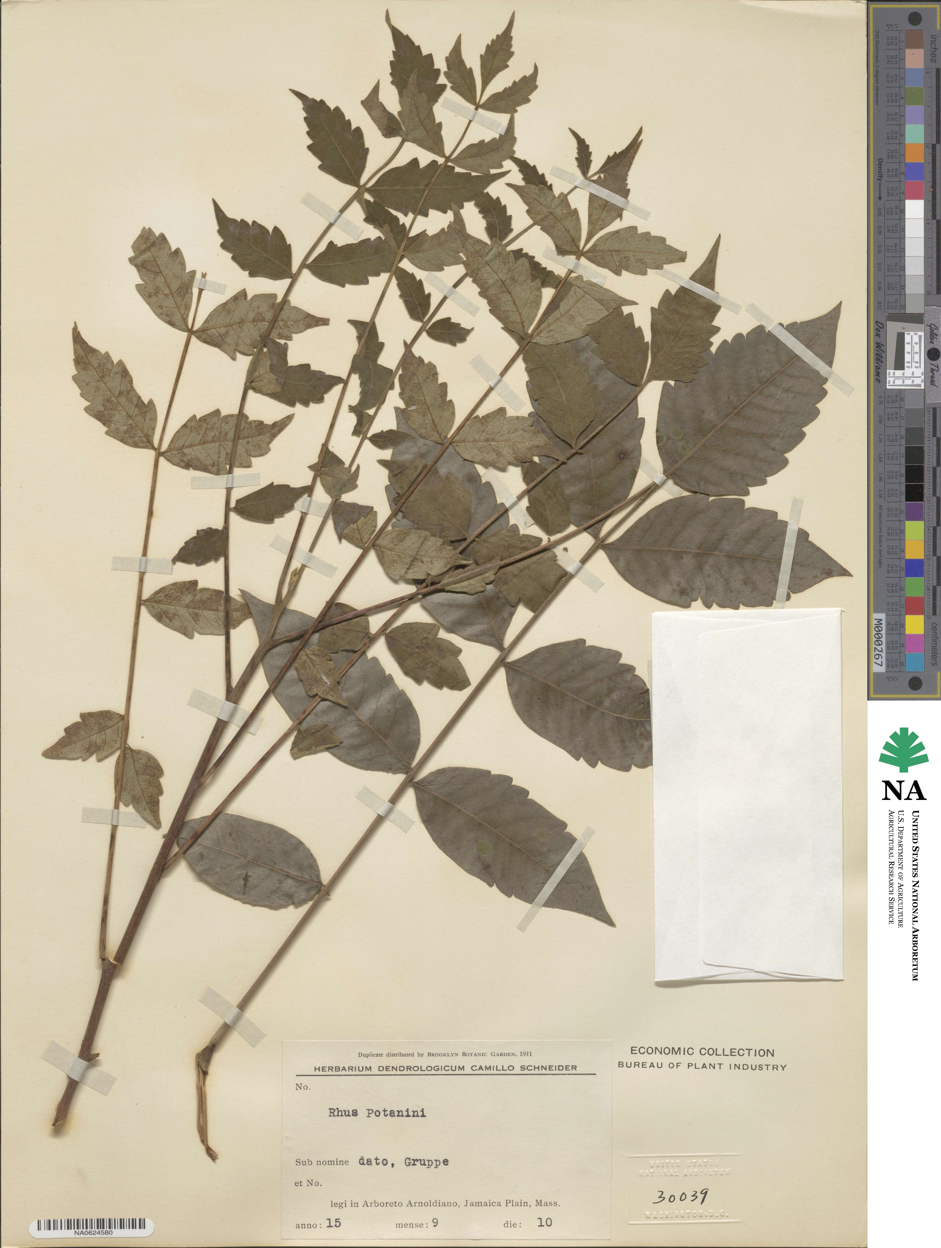 Rhus potaninii image