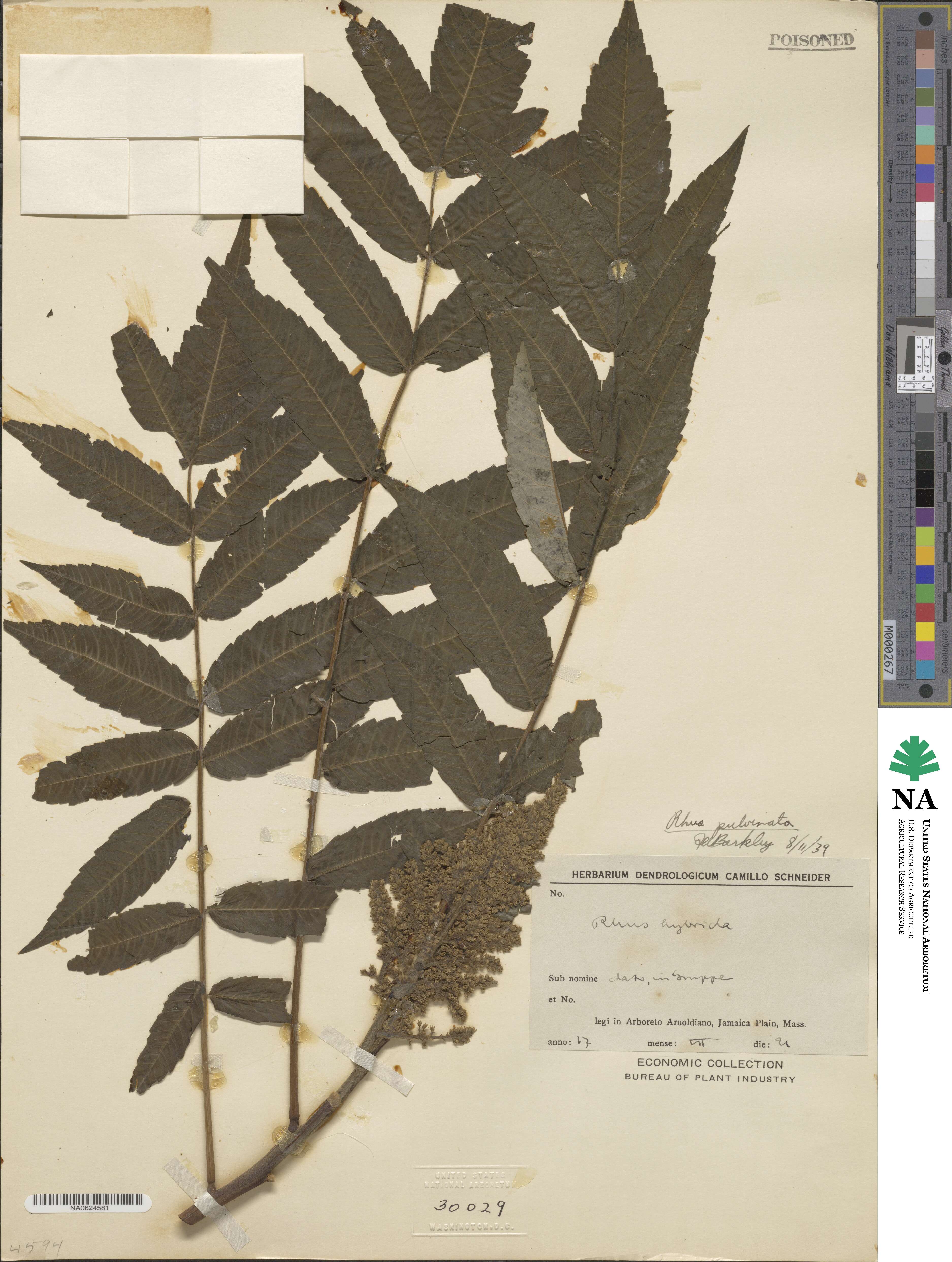 Rhus pulvinata image