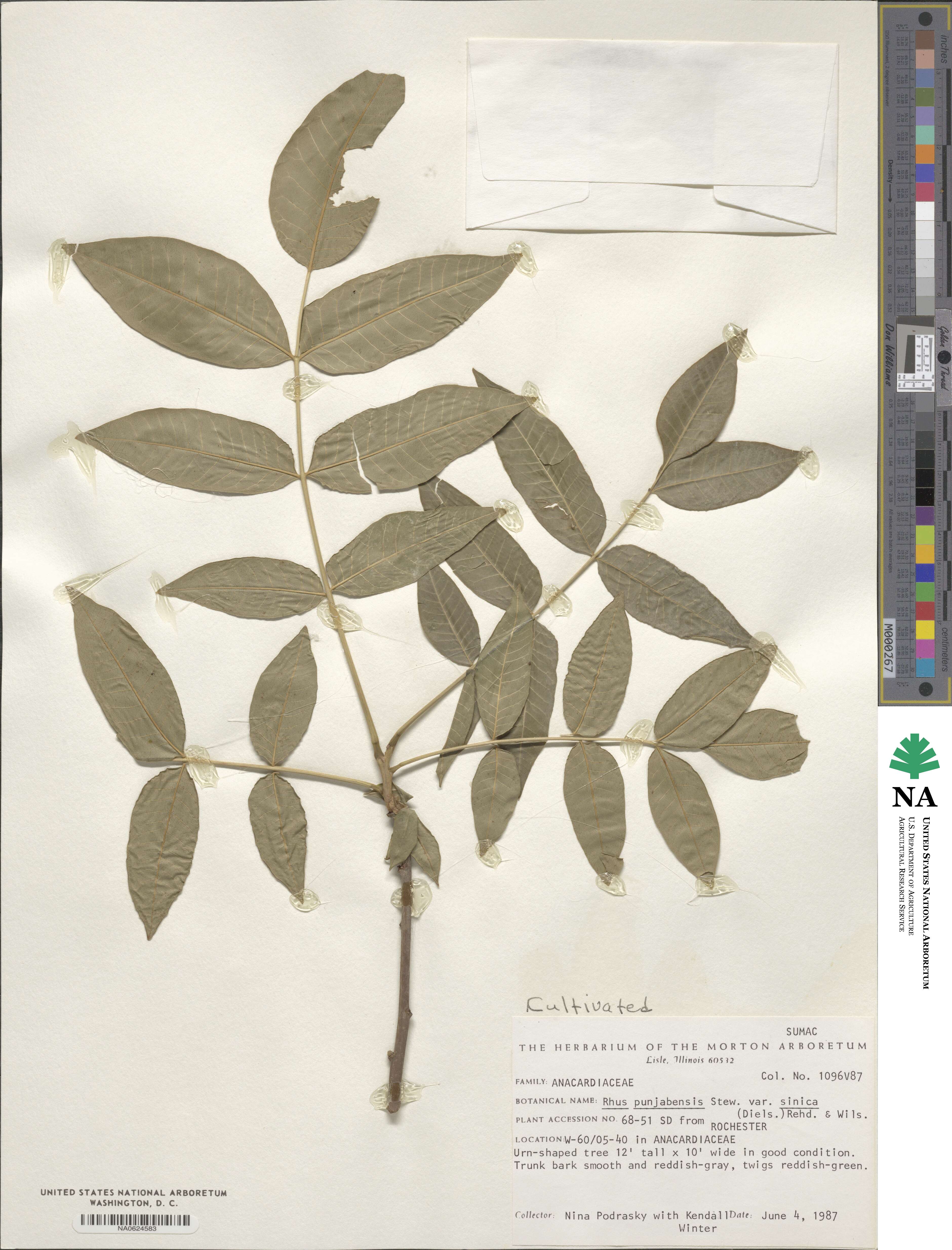 Rhus punjabensis image