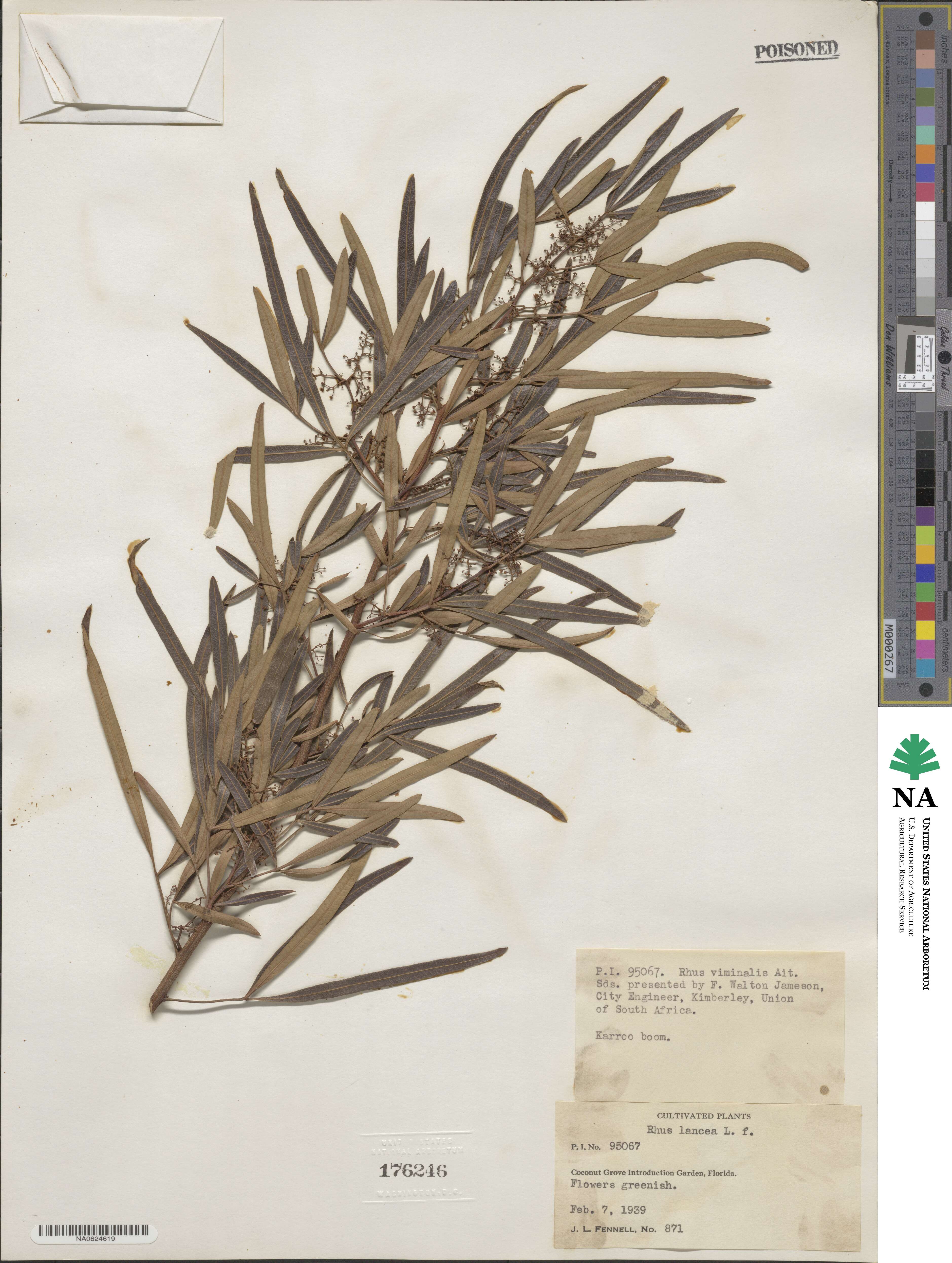 Rhus lancea image