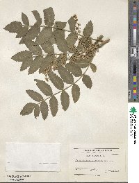Rhus coriaria image