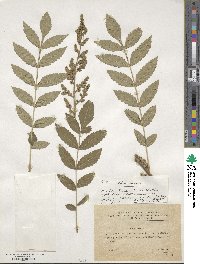Rhus coriaria image