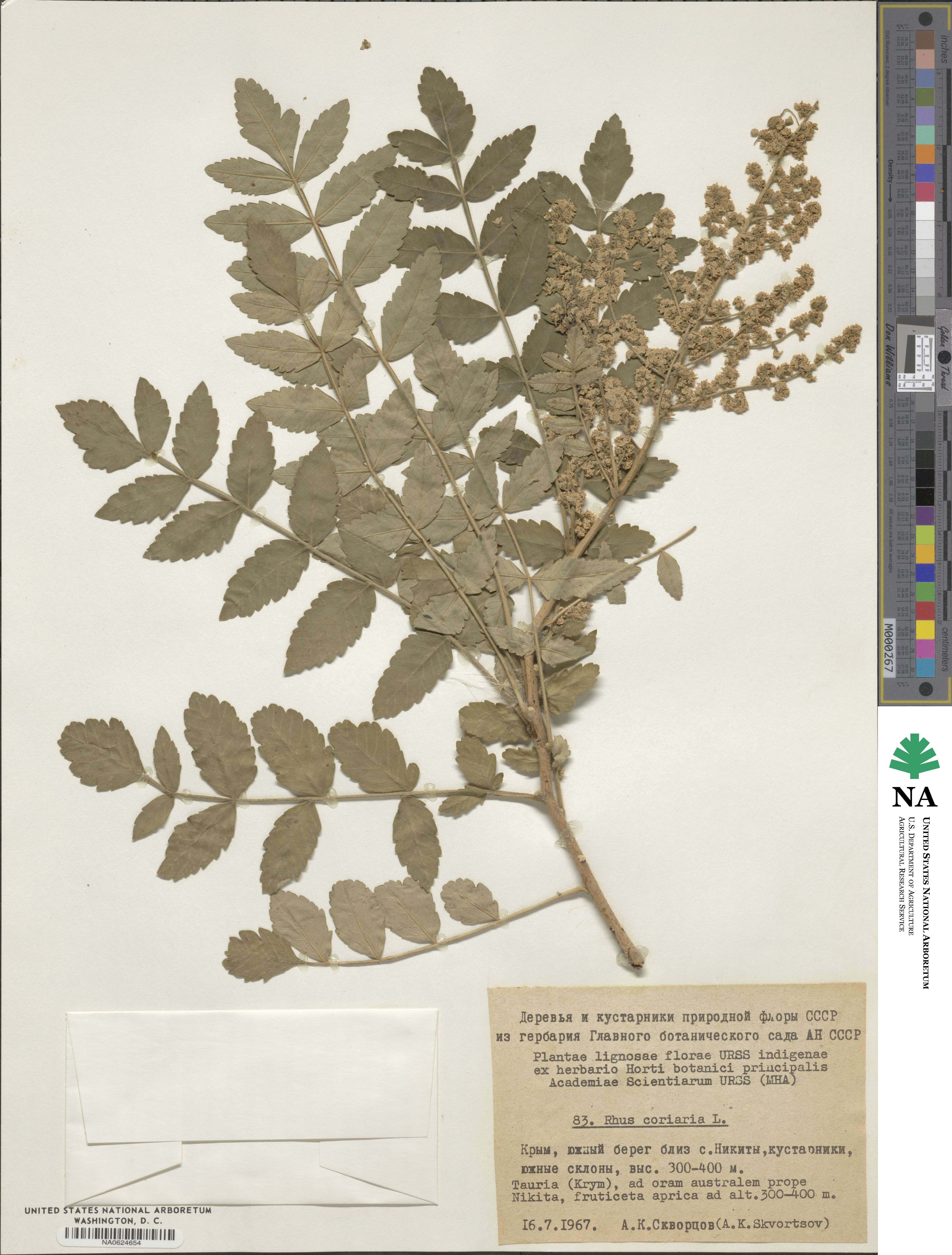 Rhus coriaria image