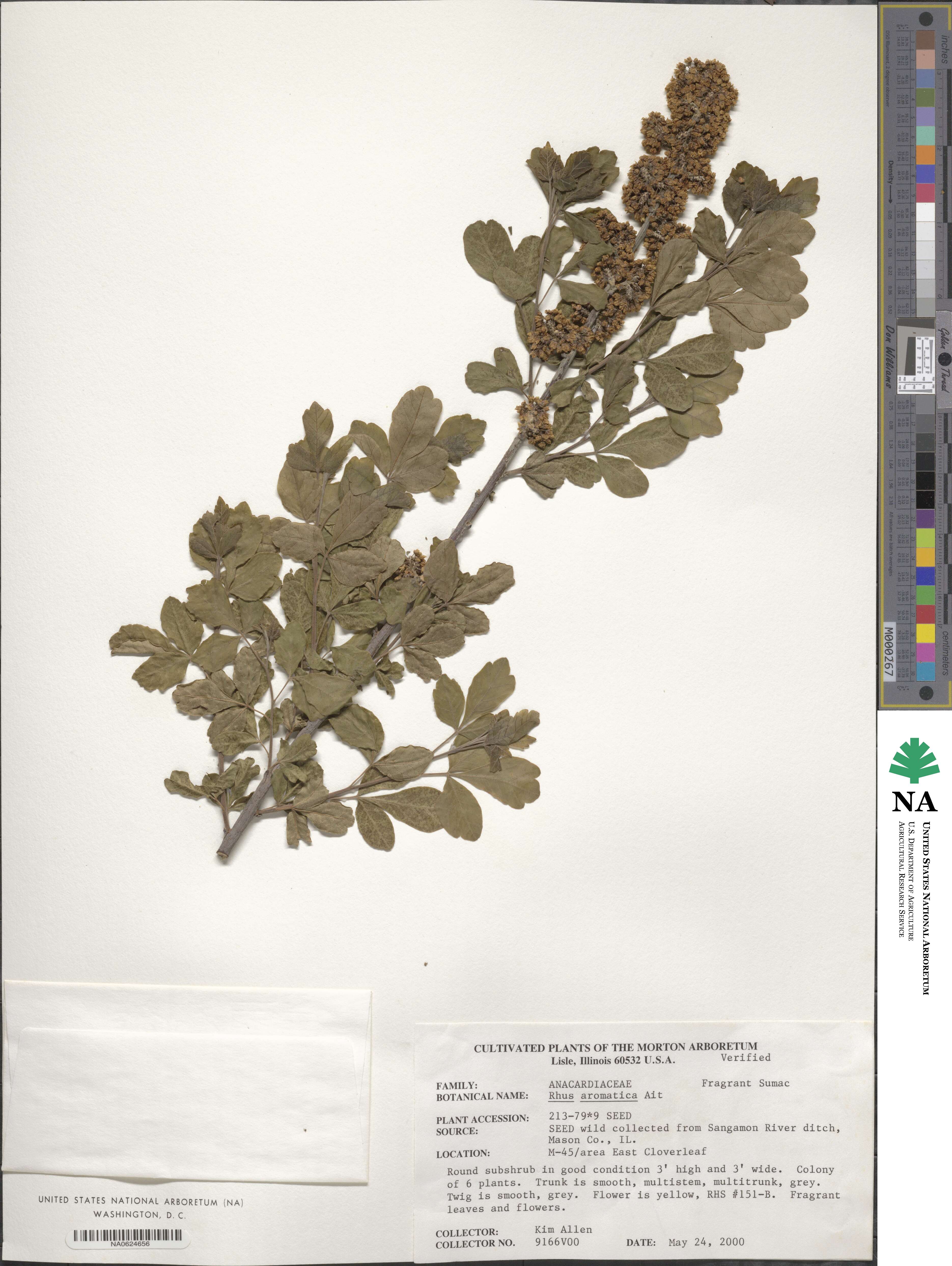 Rhus image