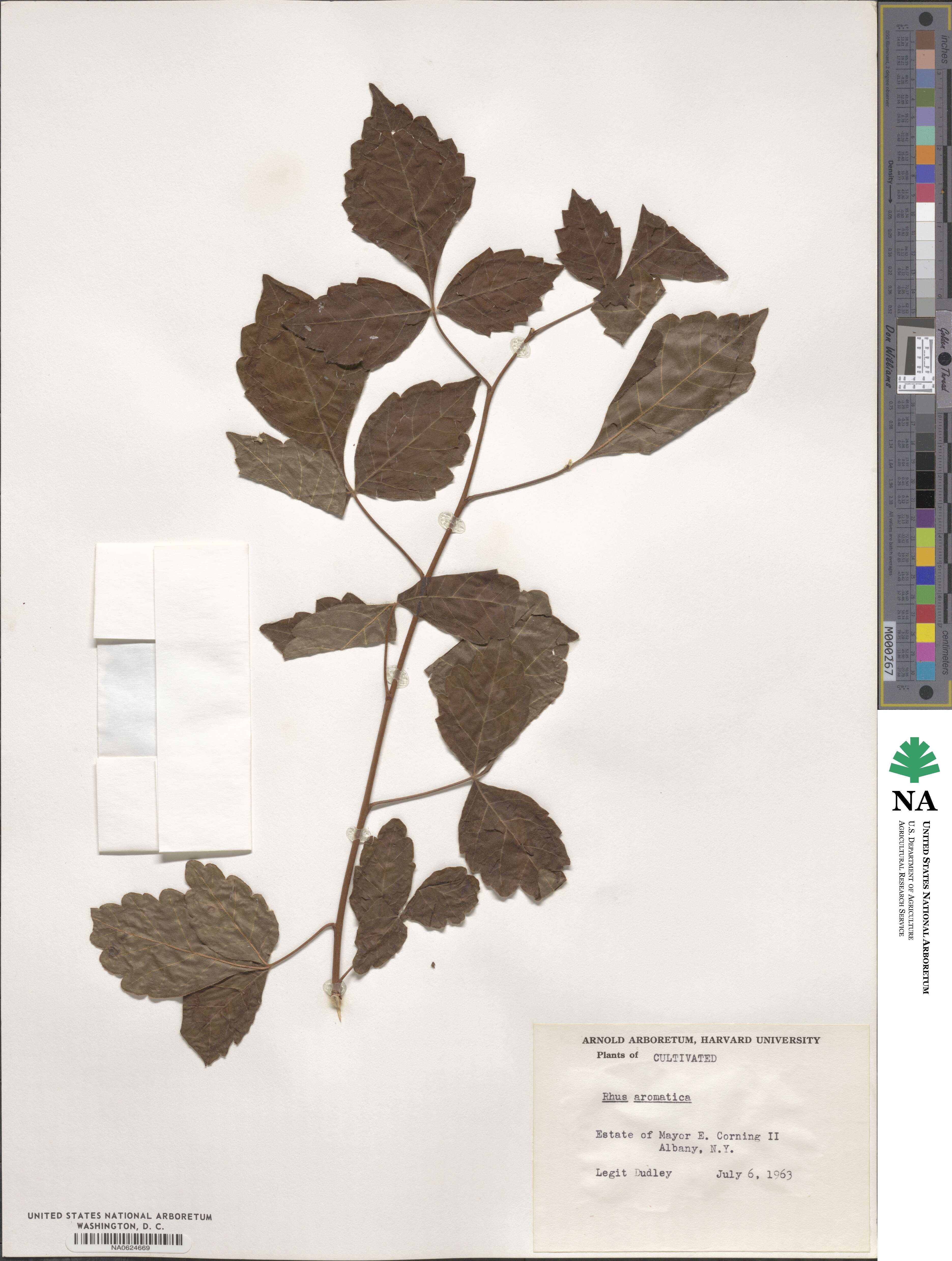 Rhus aromatica image