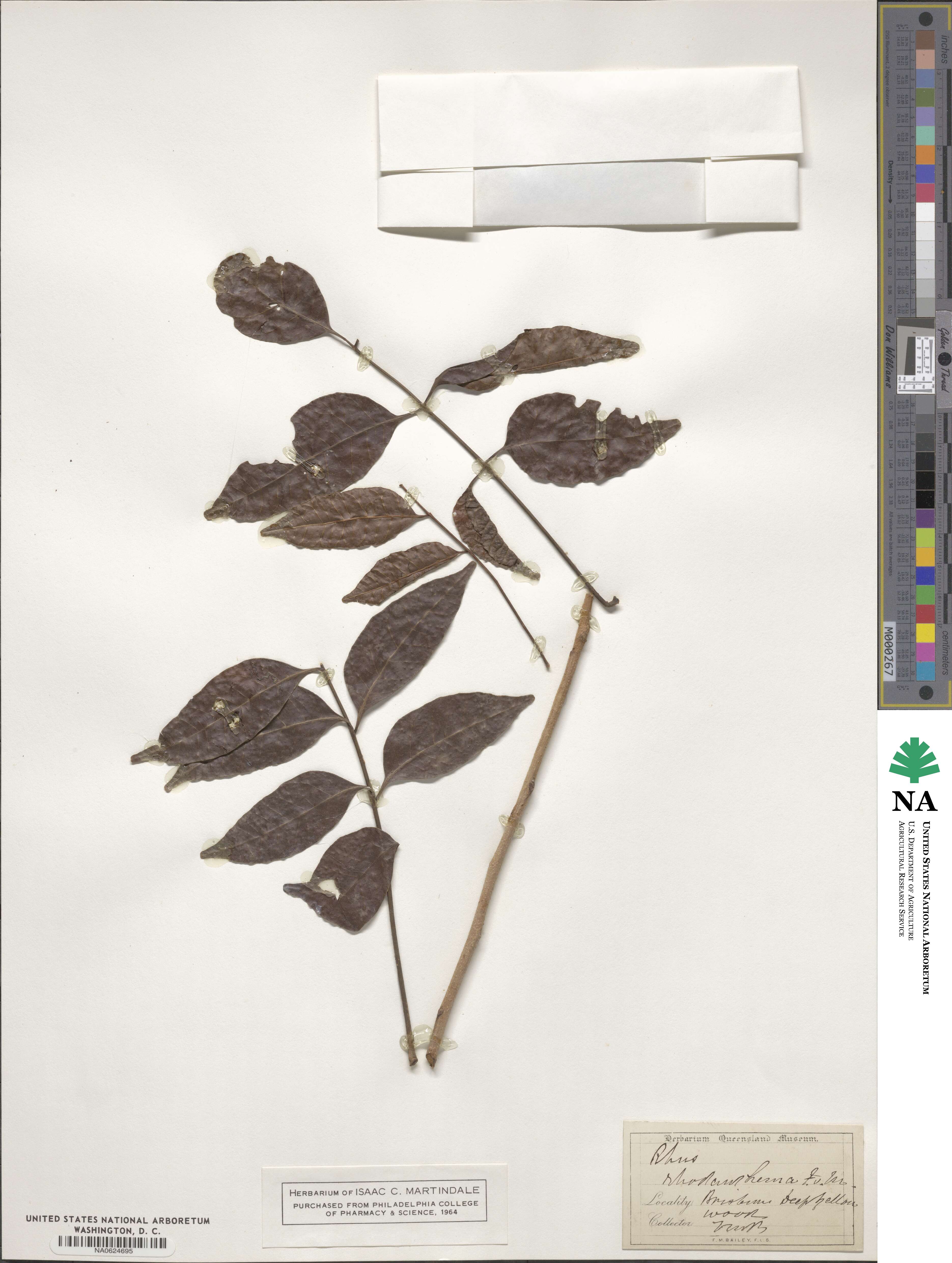 Rhodosphaera rhodanthema image
