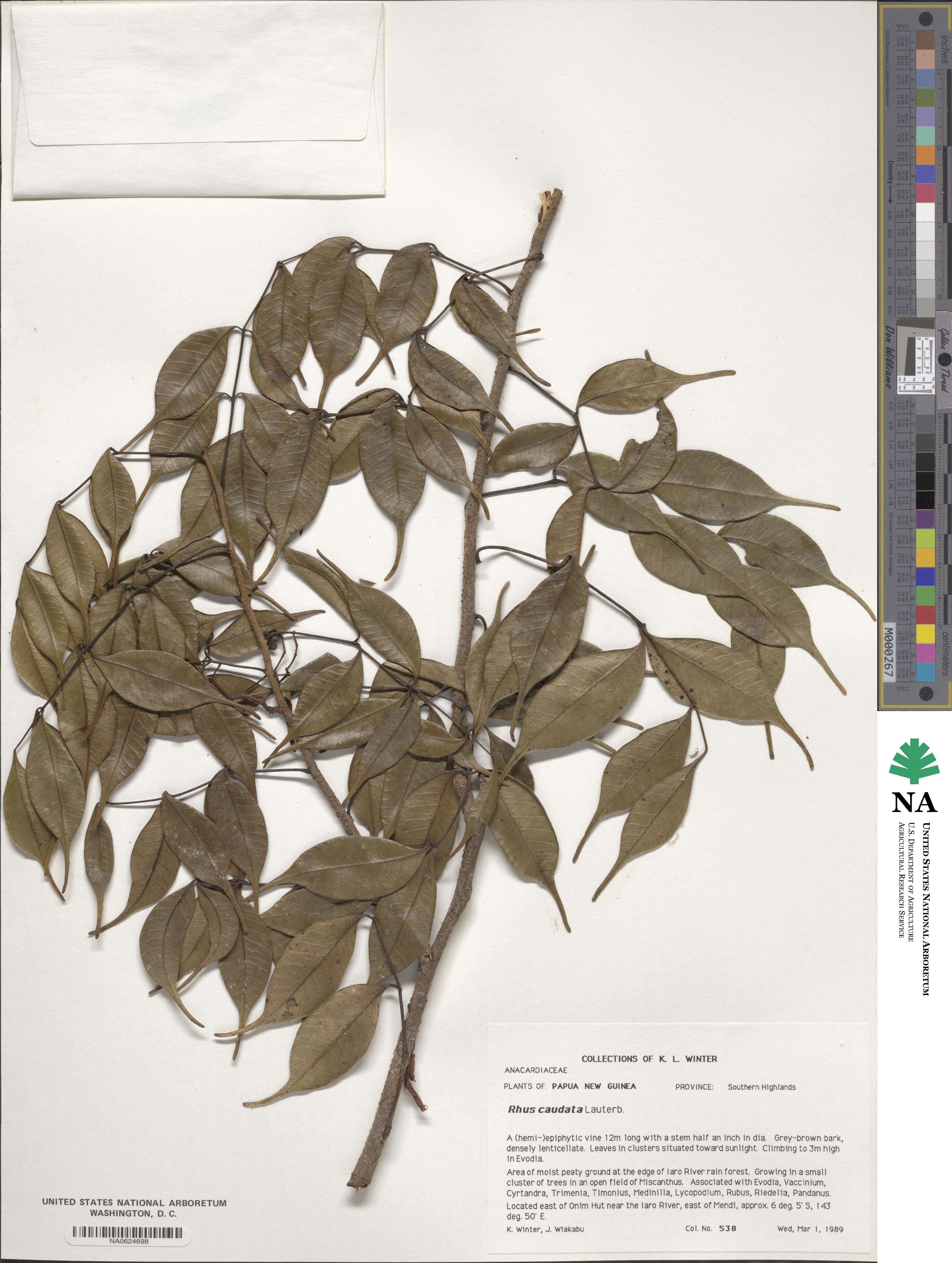 Rhus caudata image