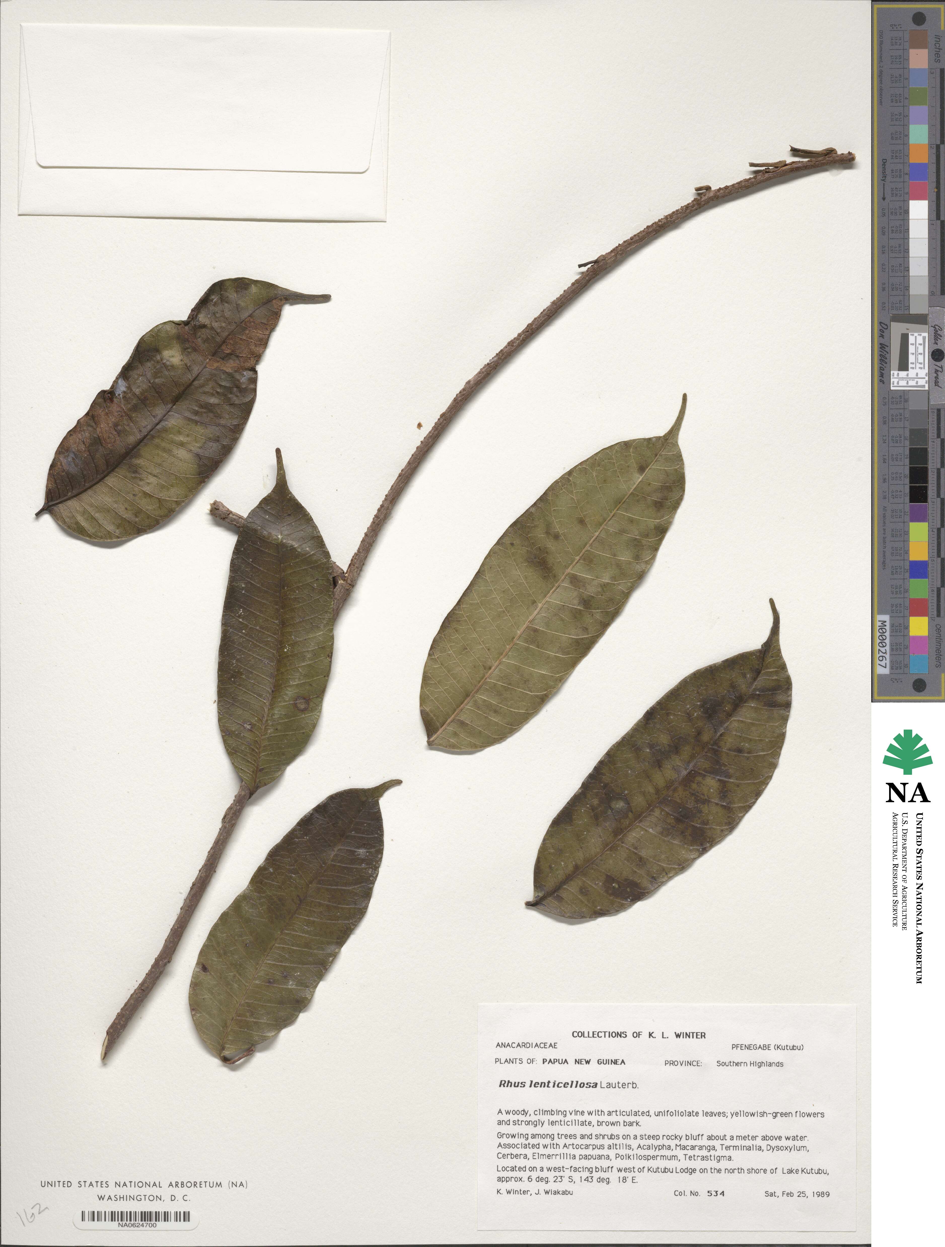 Rhus lenticellosa image