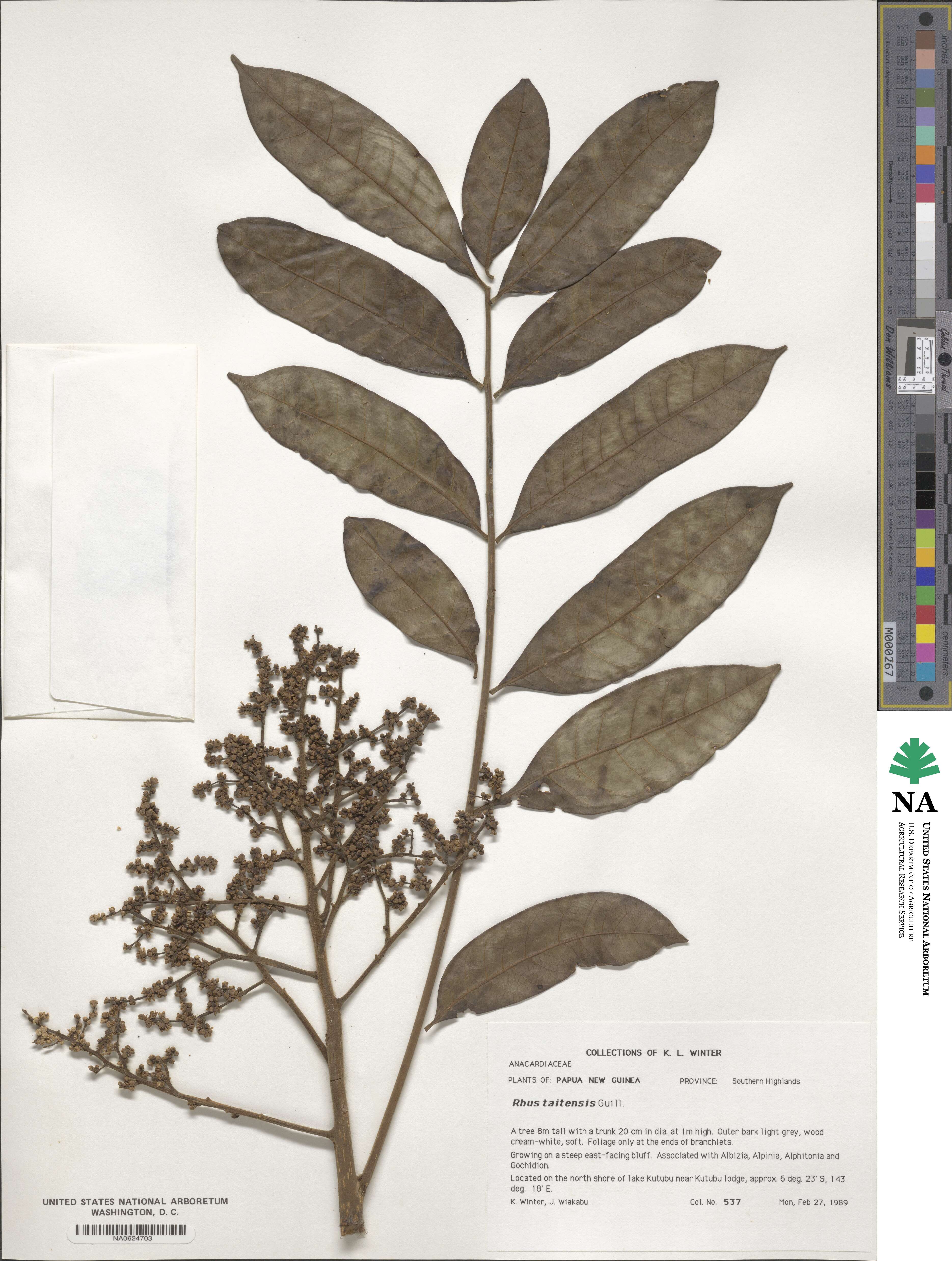 Melanococca image