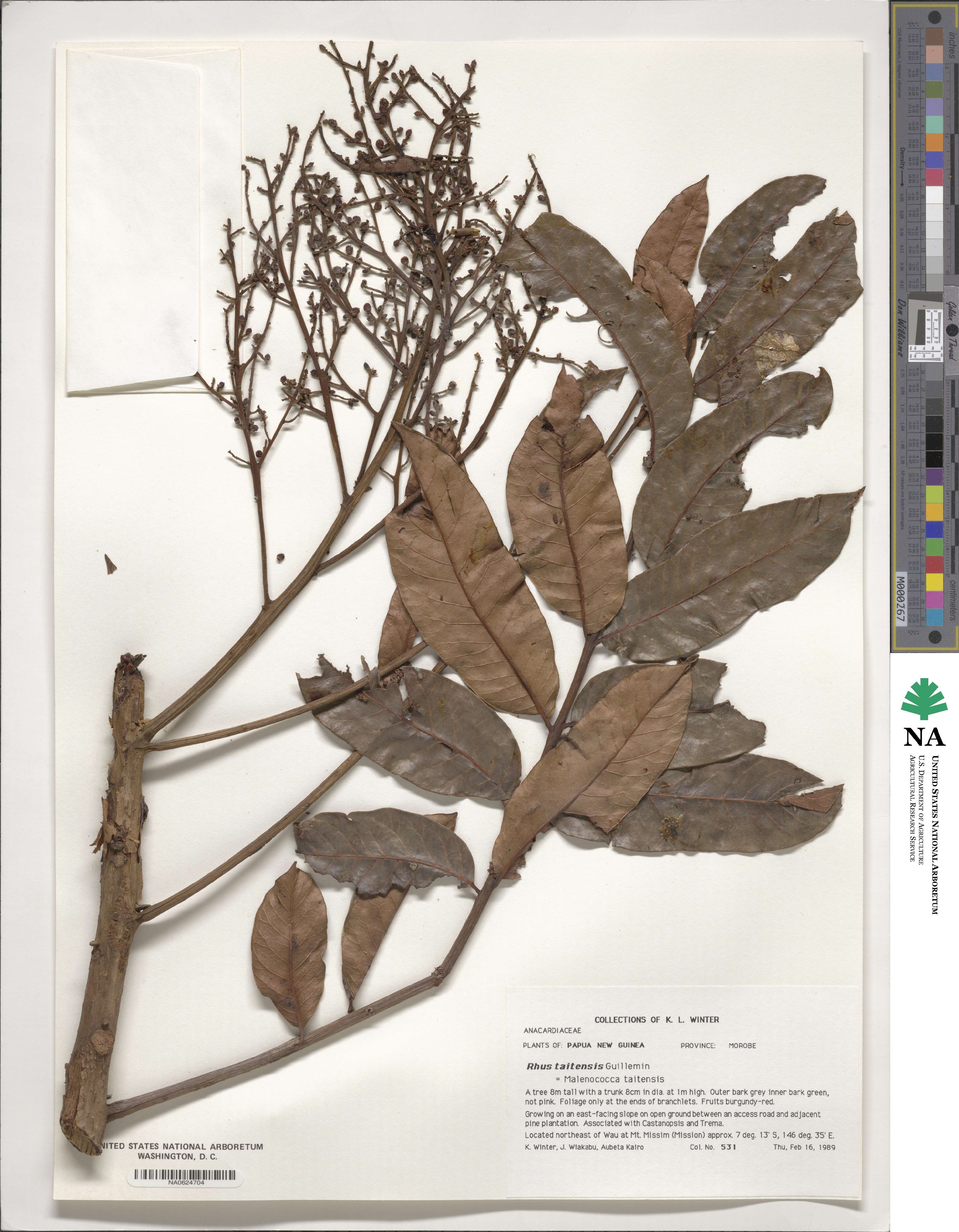 Melanococca tomentosa image