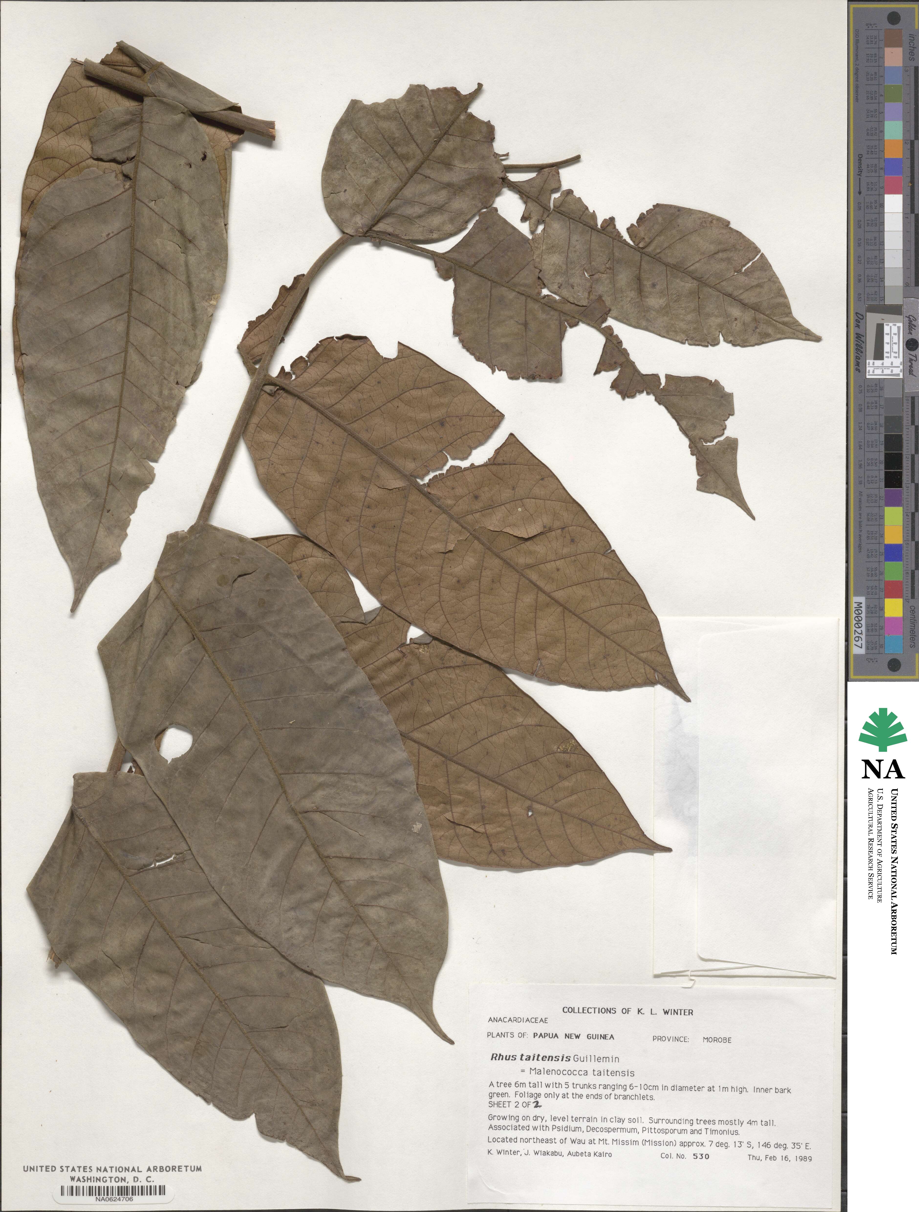 Melanococca image