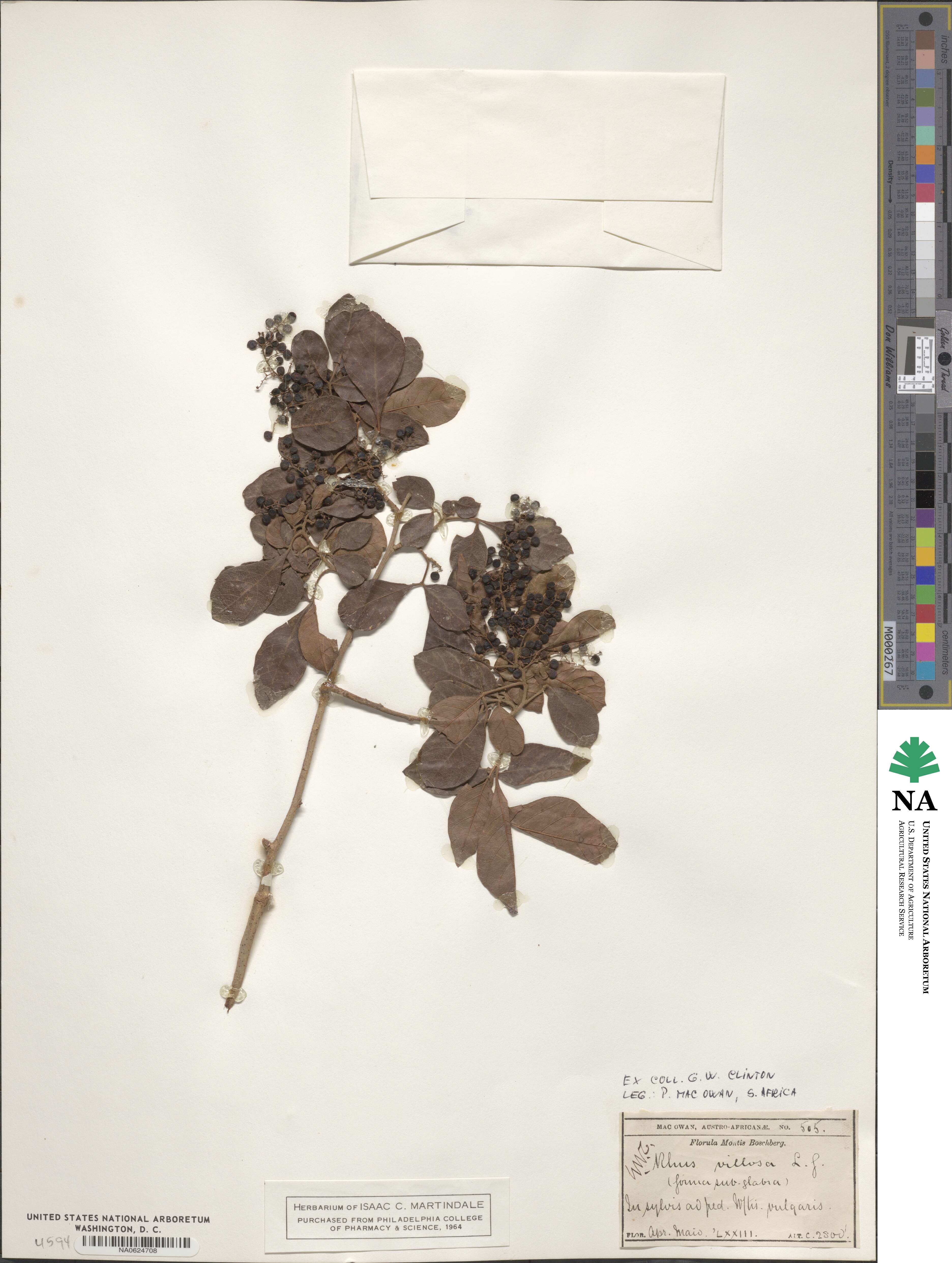 Rhus villosa image