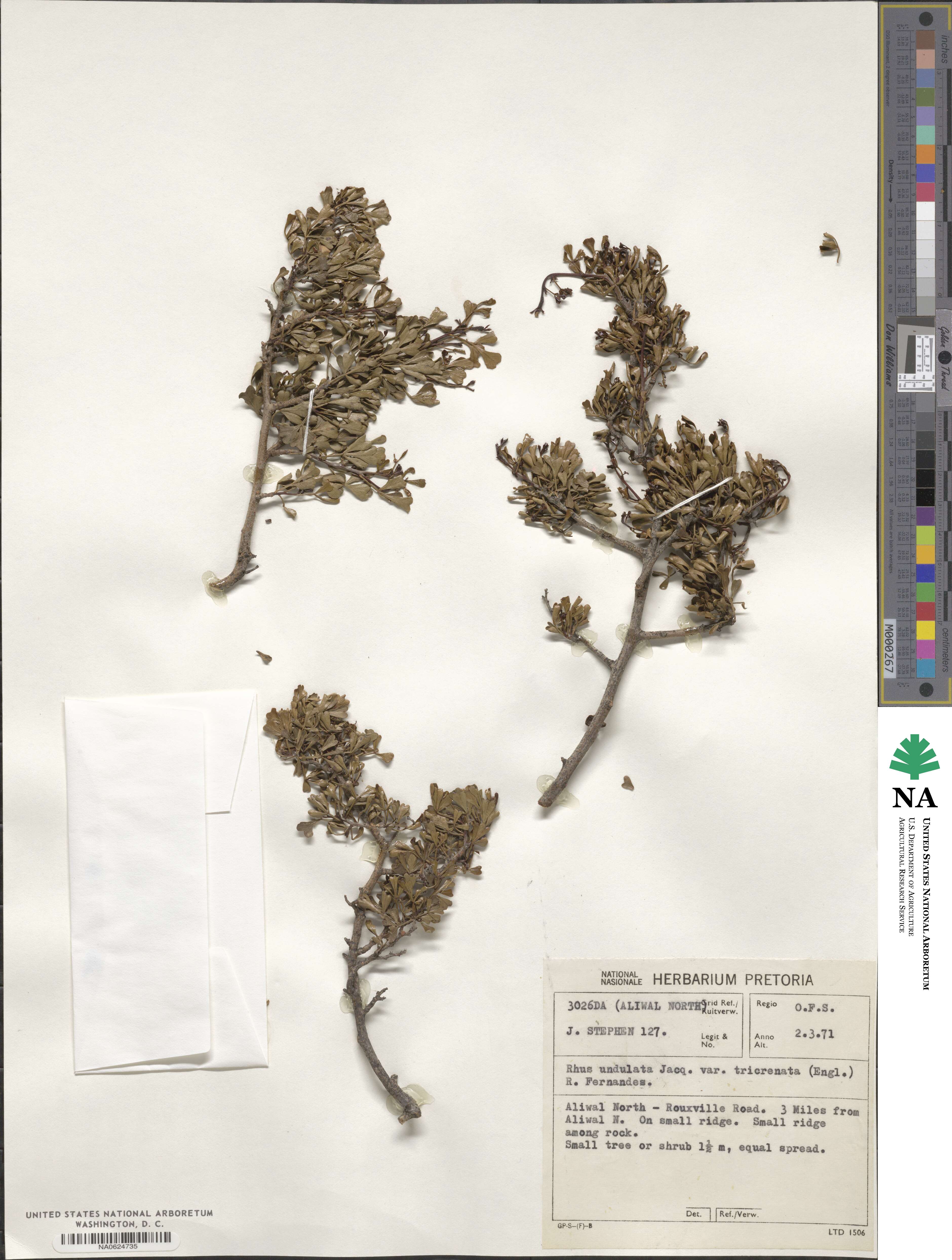 Rhus undulata var. tricrenata image