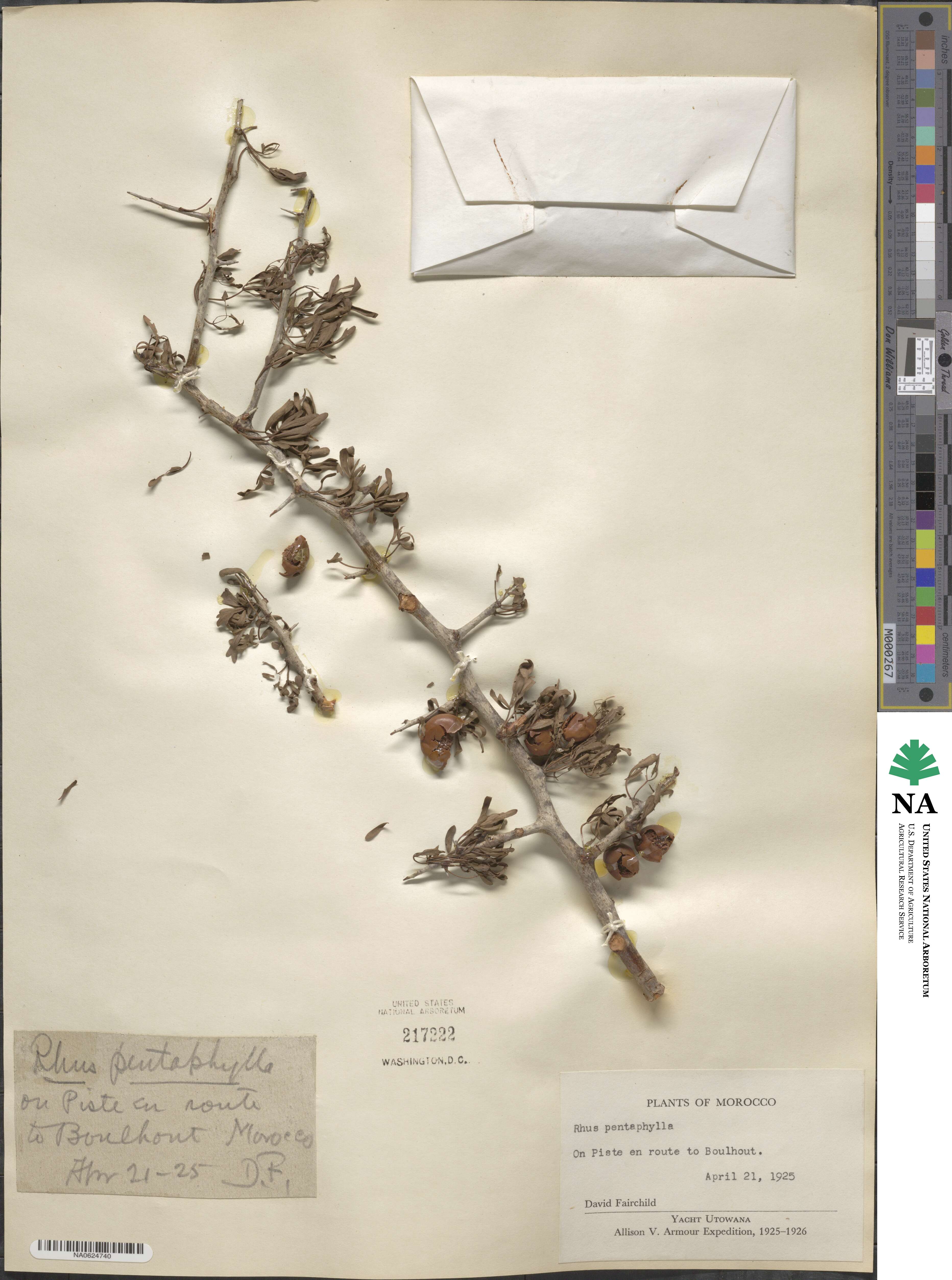 Searsia pentaphylla image