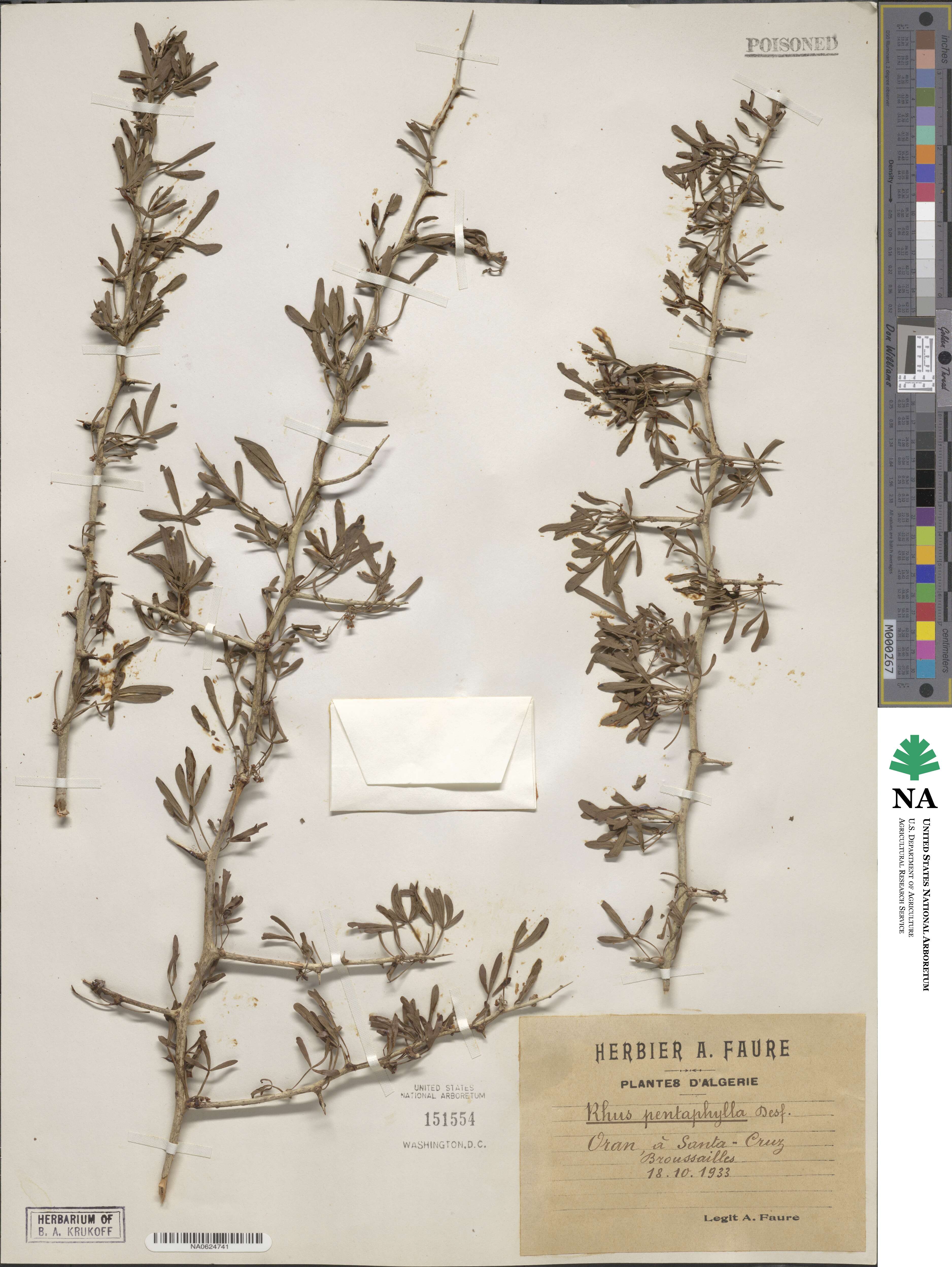 Searsia pentaphylla image