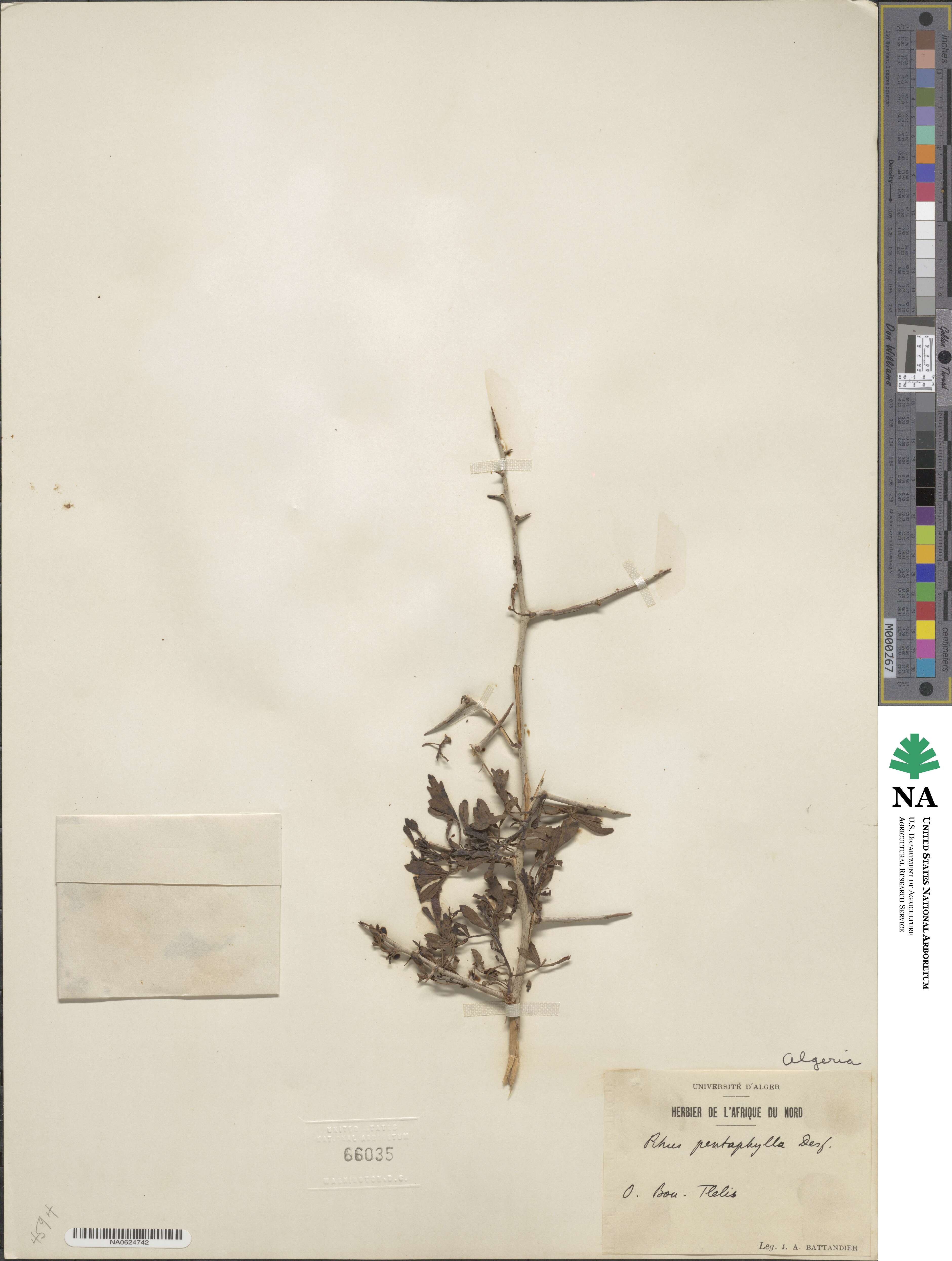 Searsia pentaphylla image