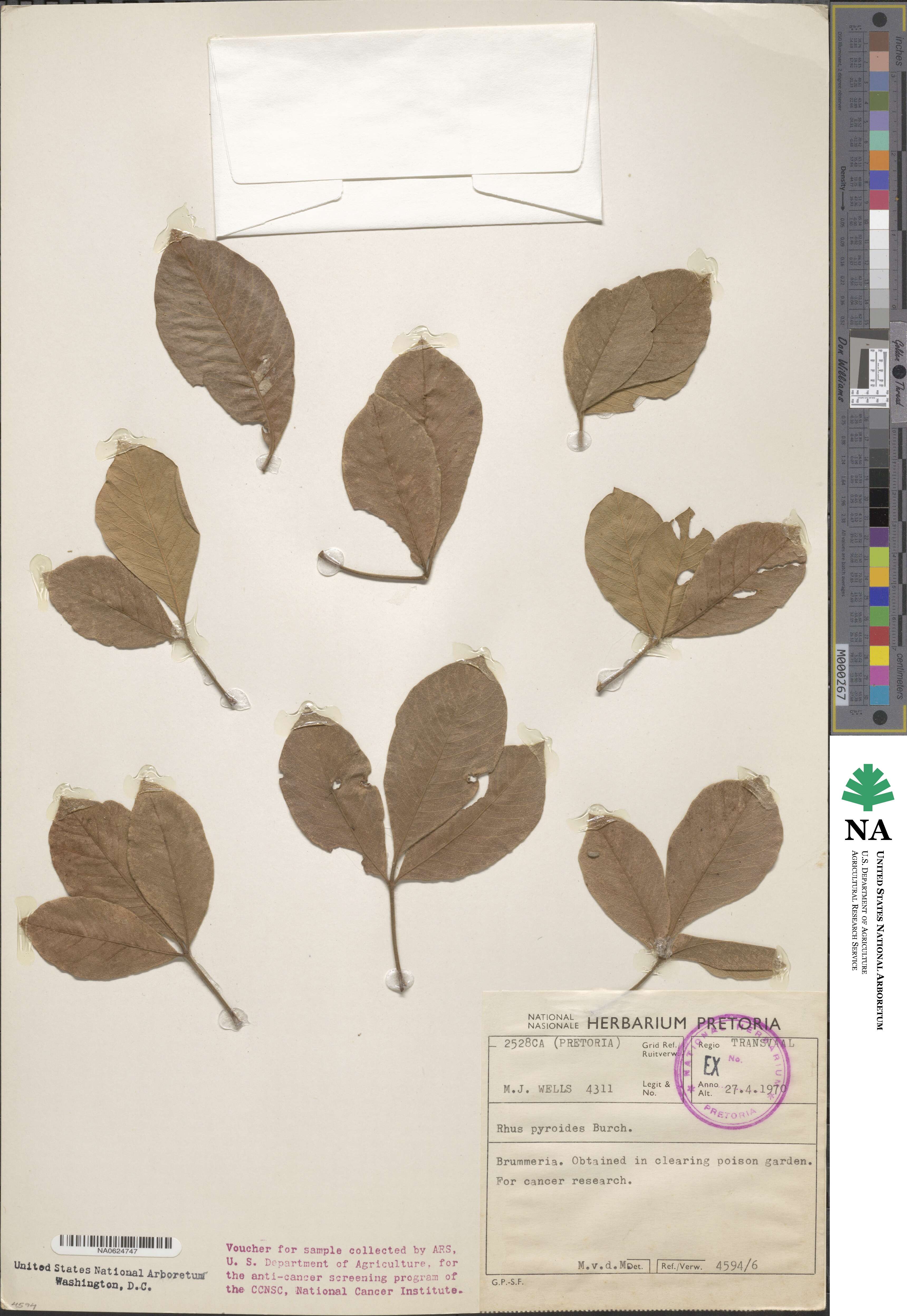 Rhus pyroides image