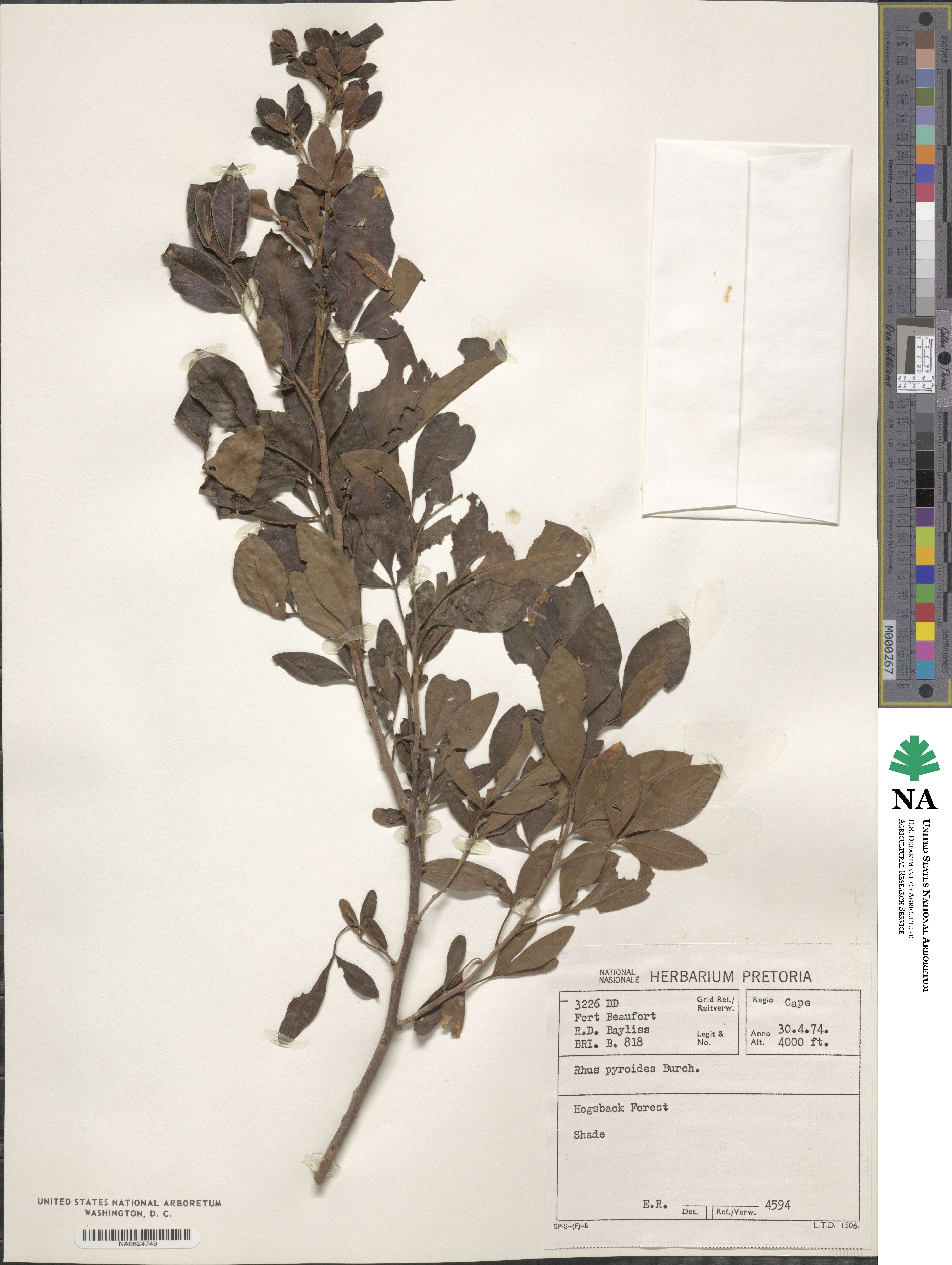 Rhus pyroides image