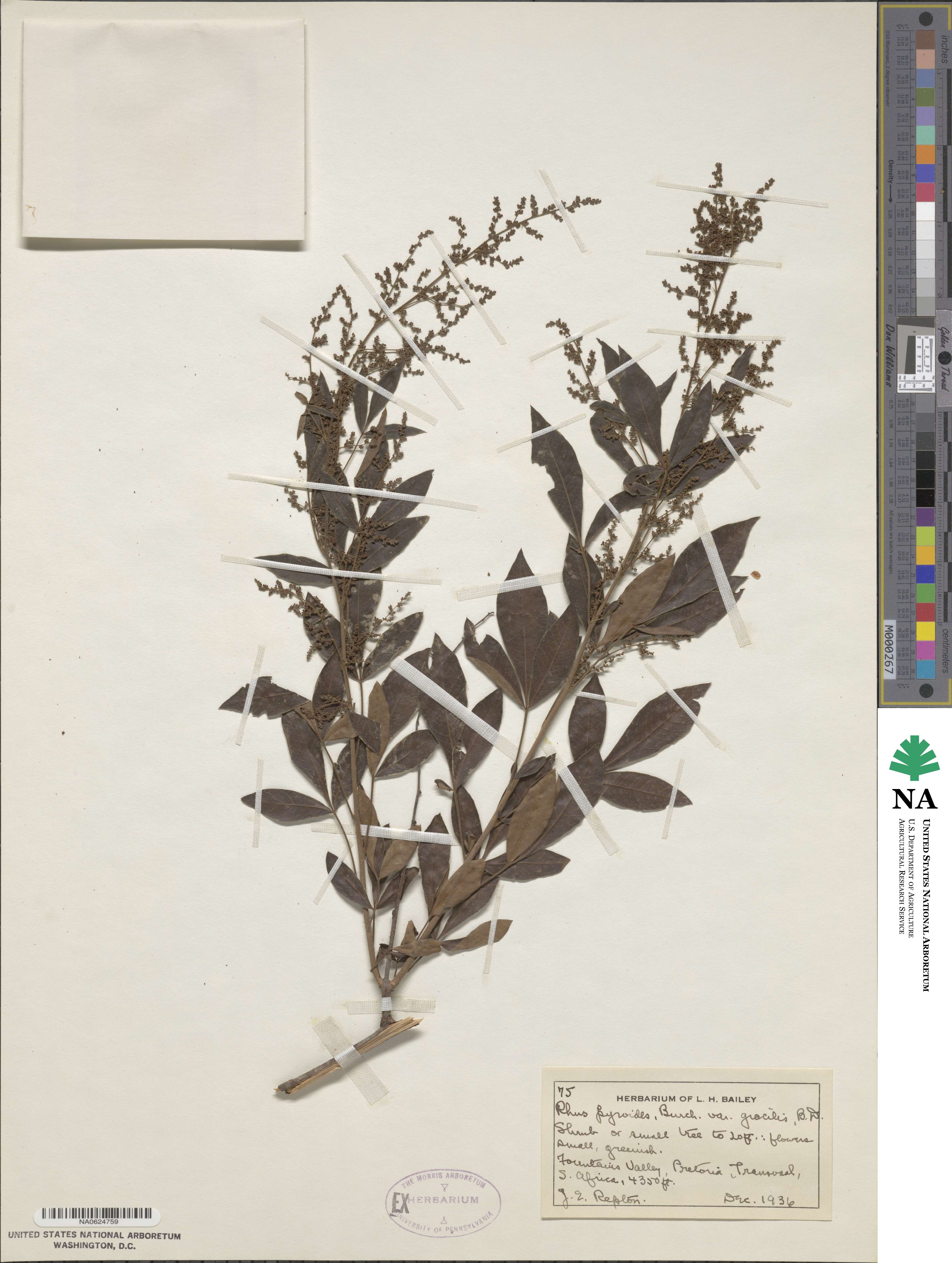 Searsia pyroides var. gracilis image