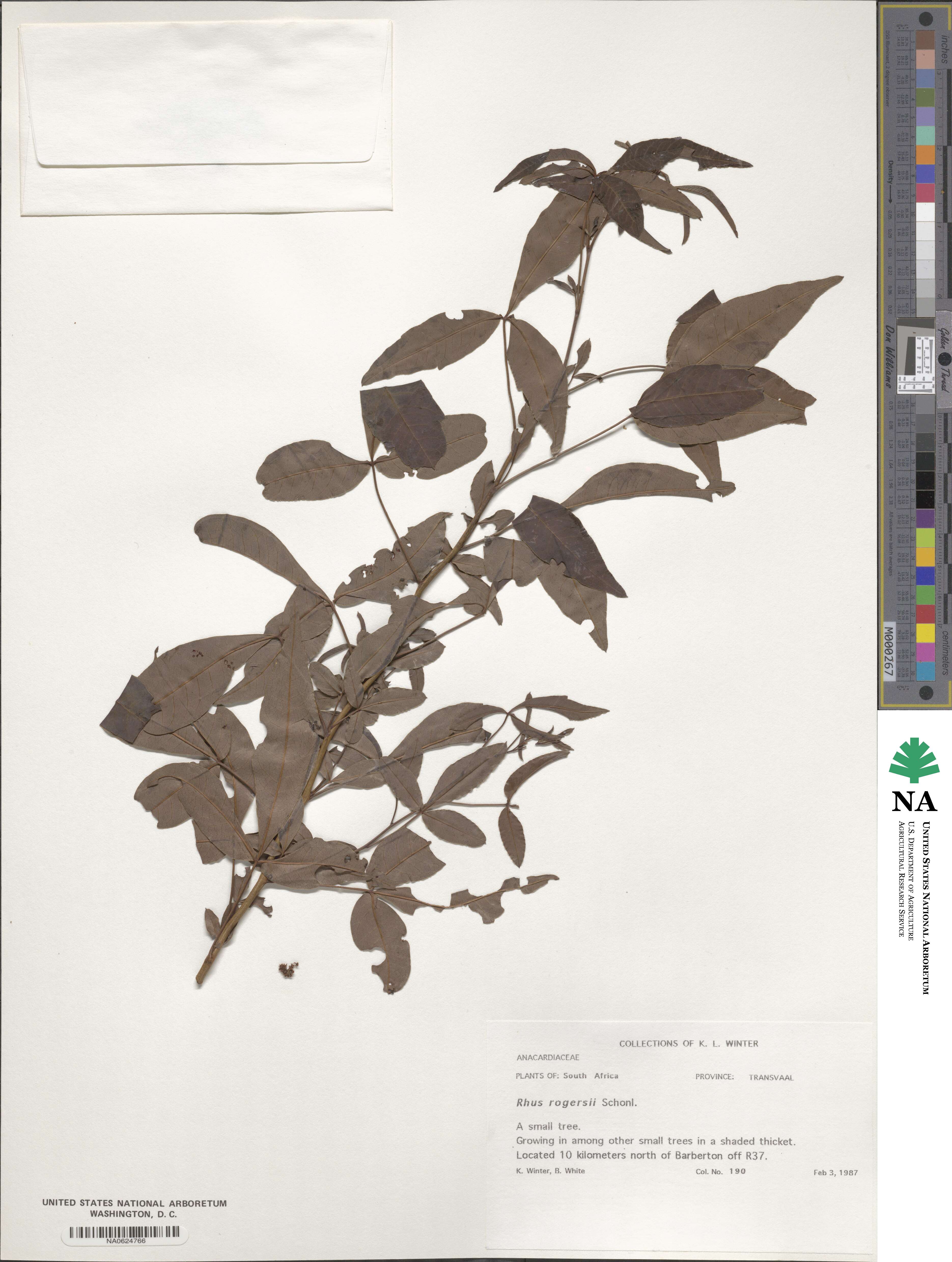 Searsia rogersii image