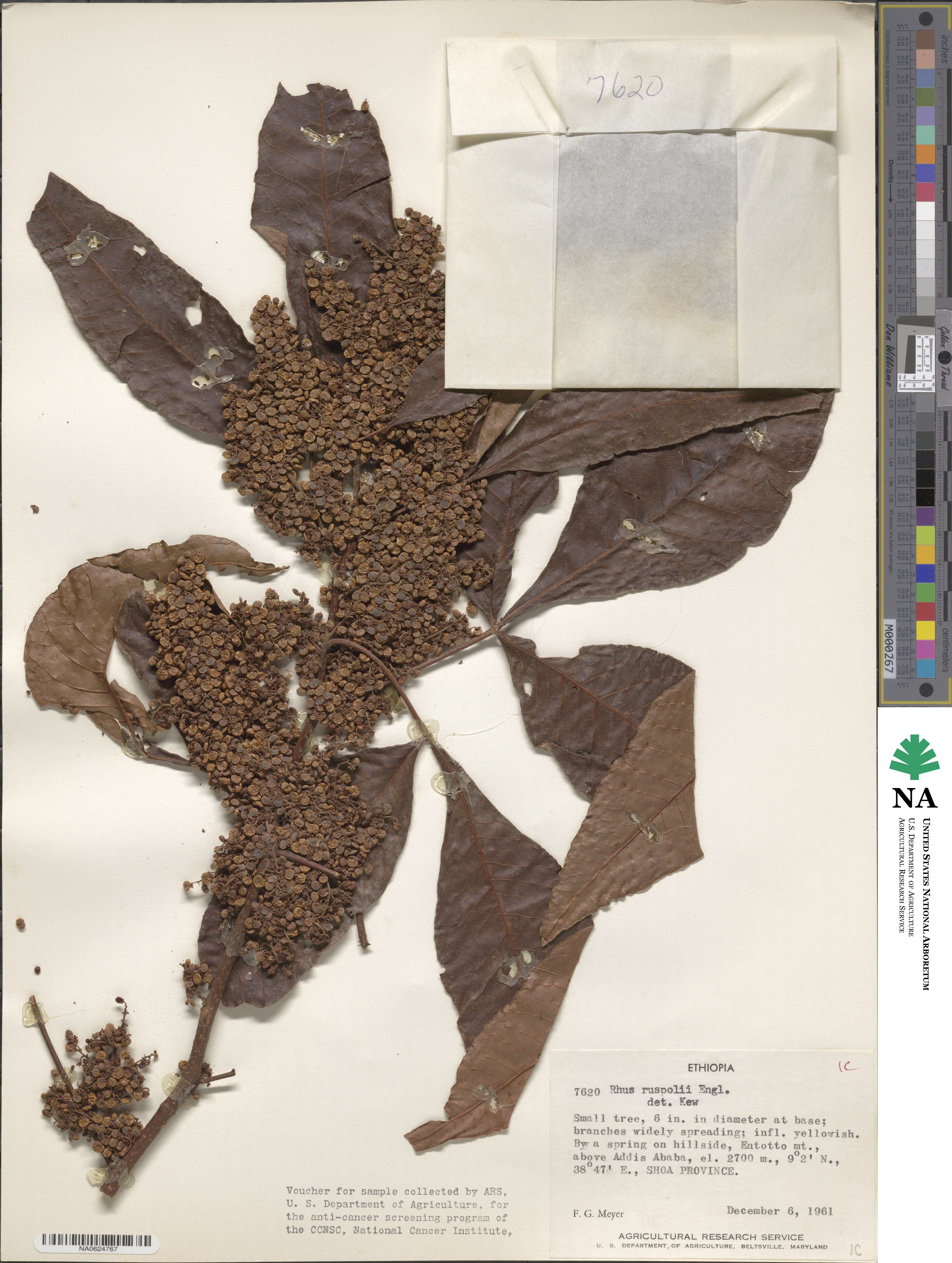 Searsia ruspolii image