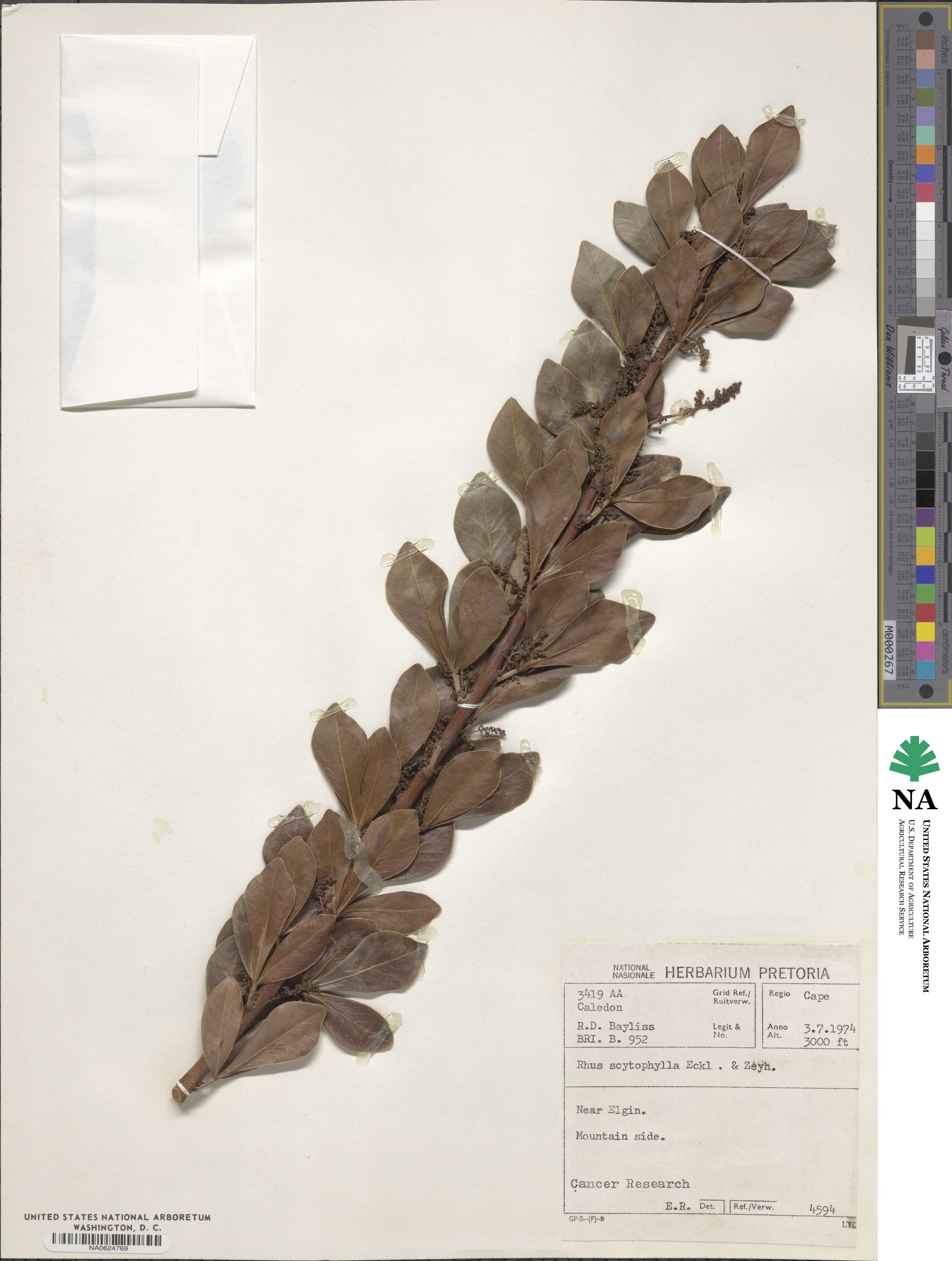 Searsia scytophylla image