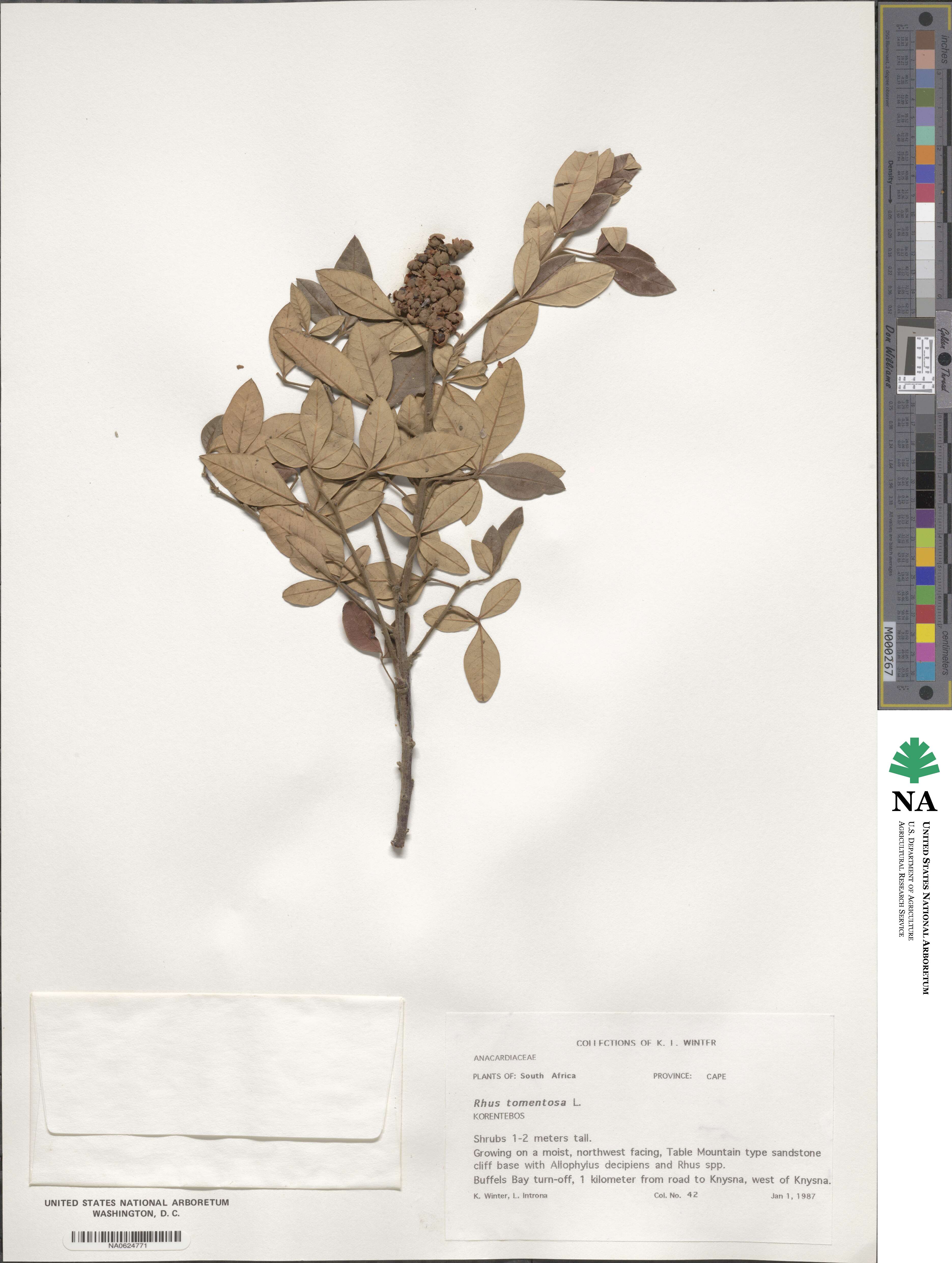 Searsia tomentosa image