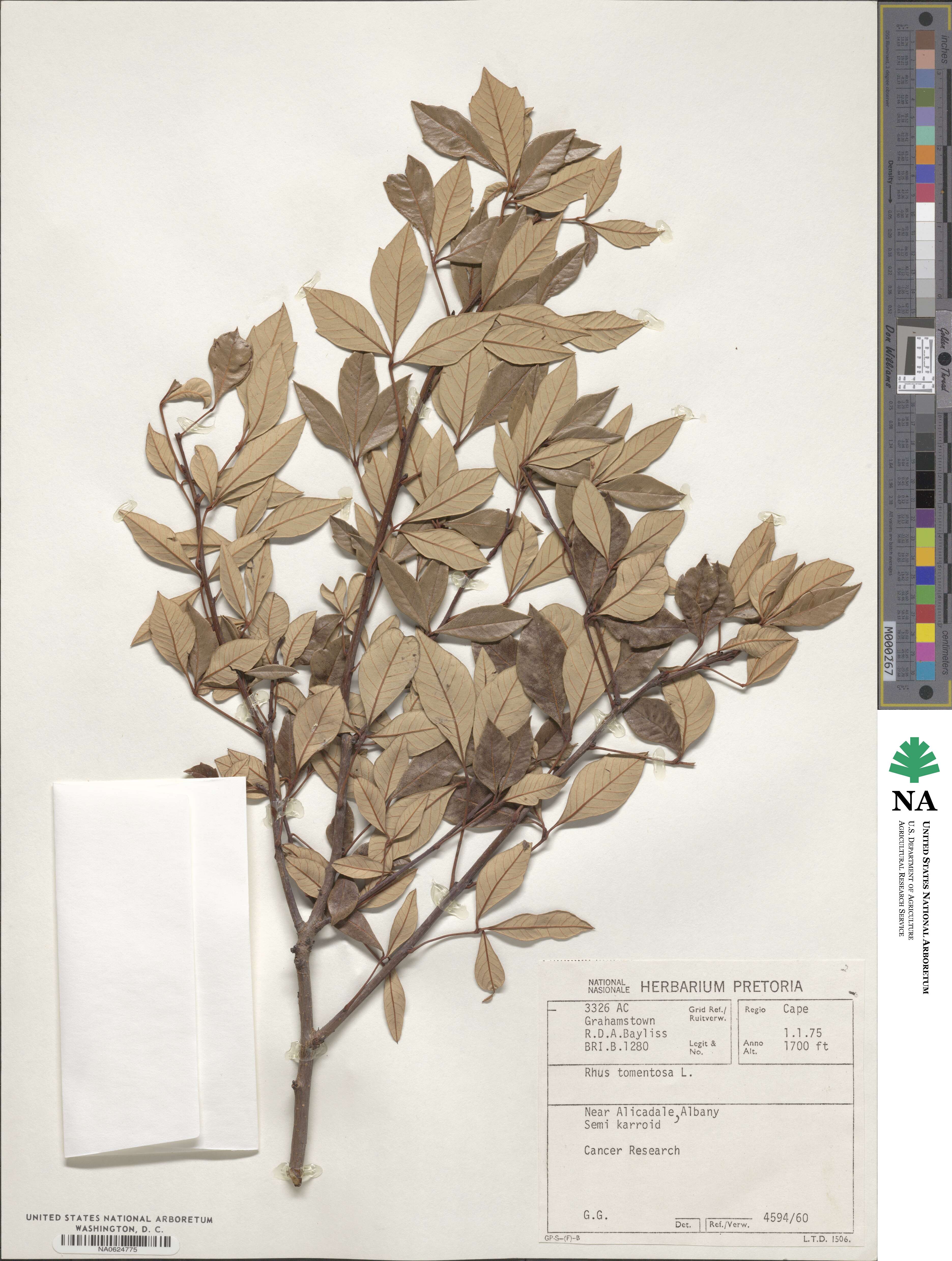 Searsia tomentosa image