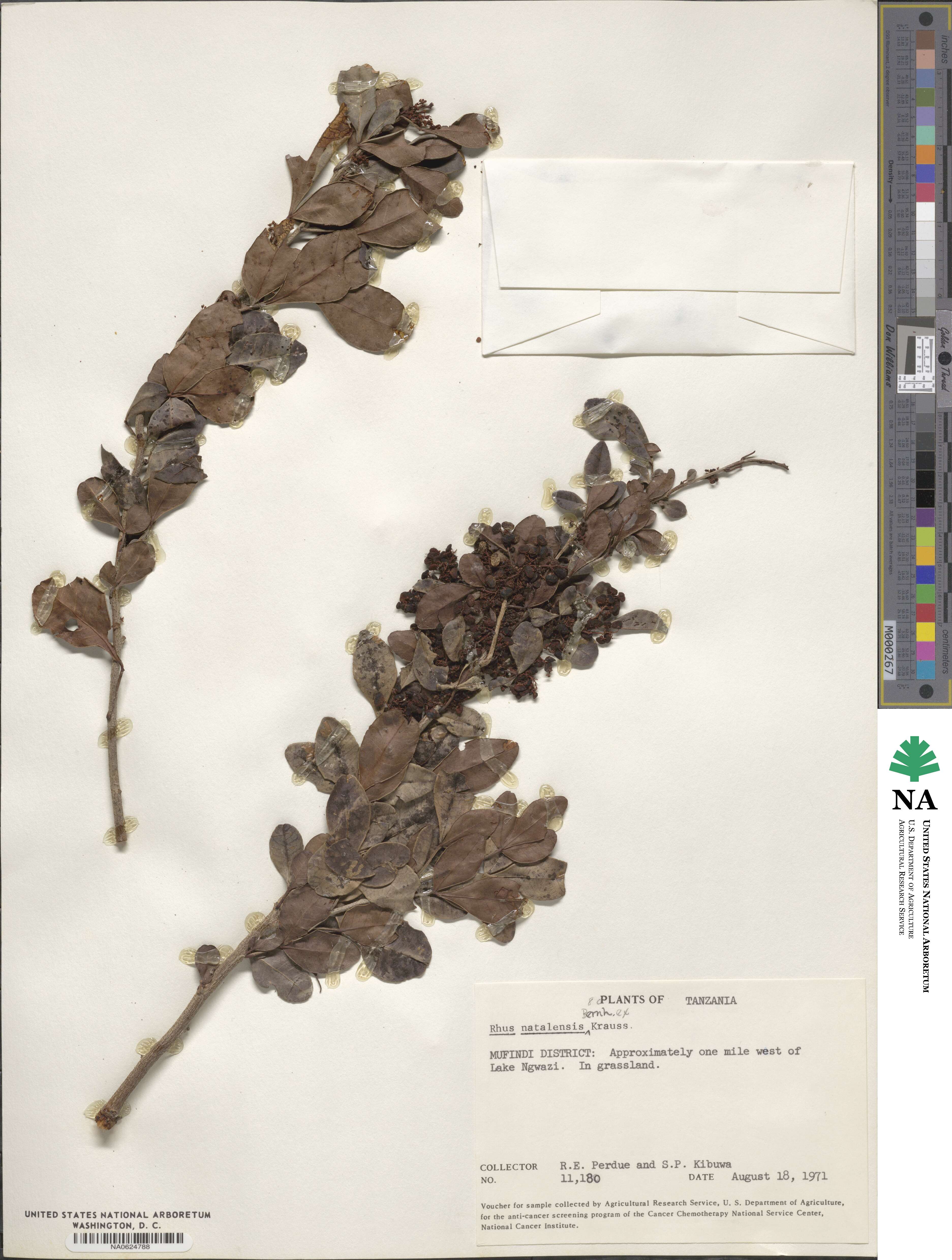 Searsia natalensis image