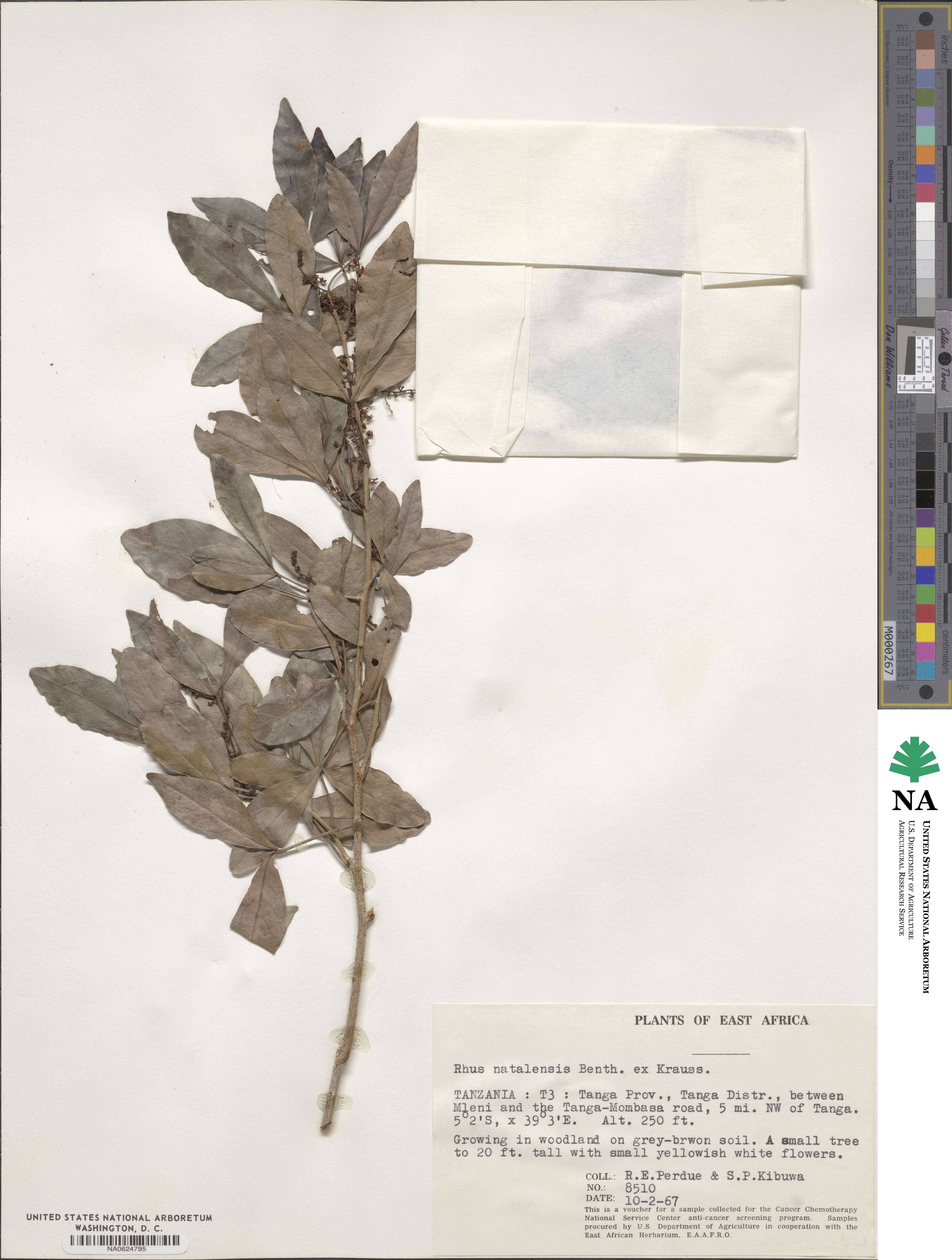 Searsia natalensis image
