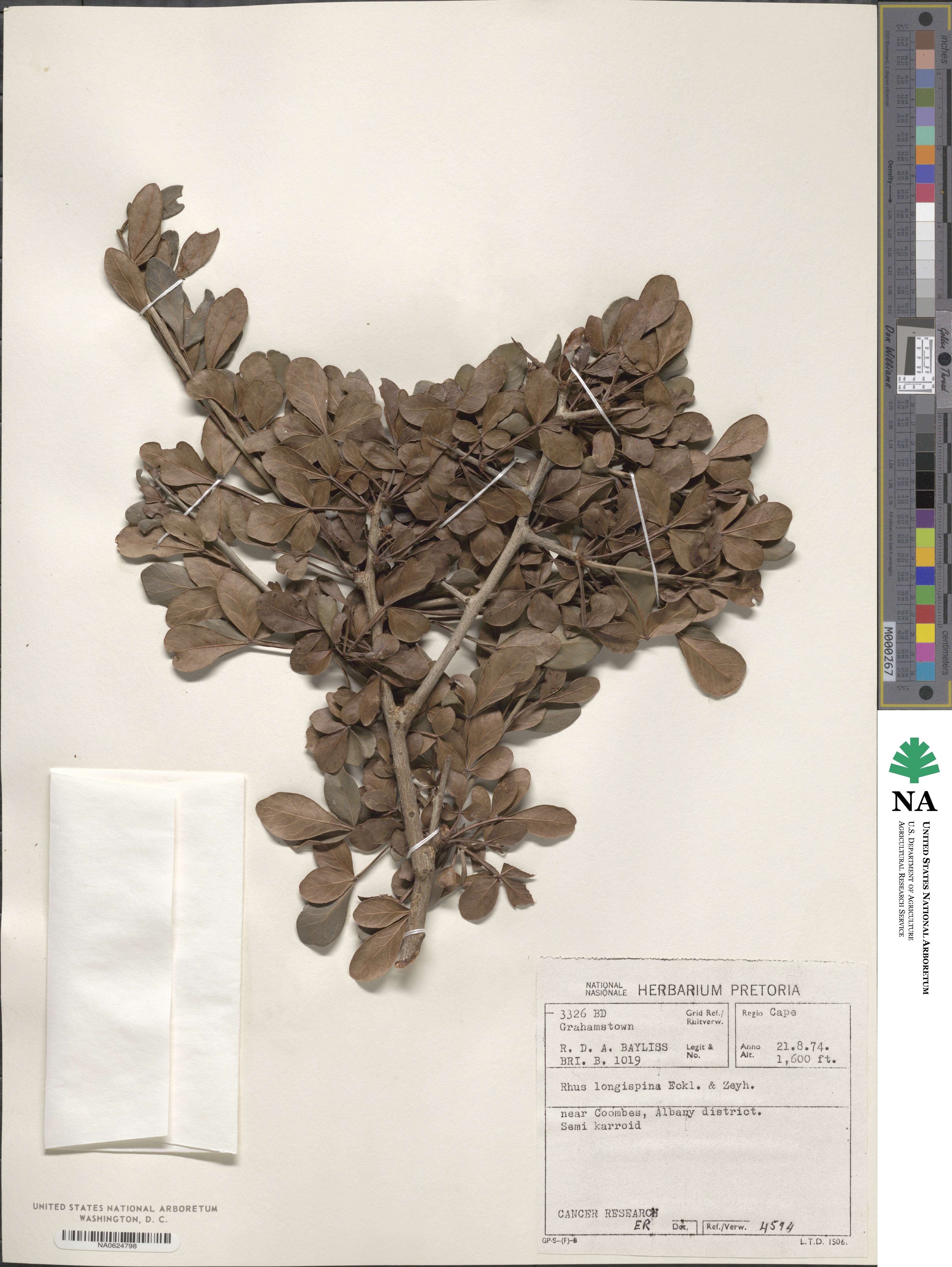 Searsia longispina image