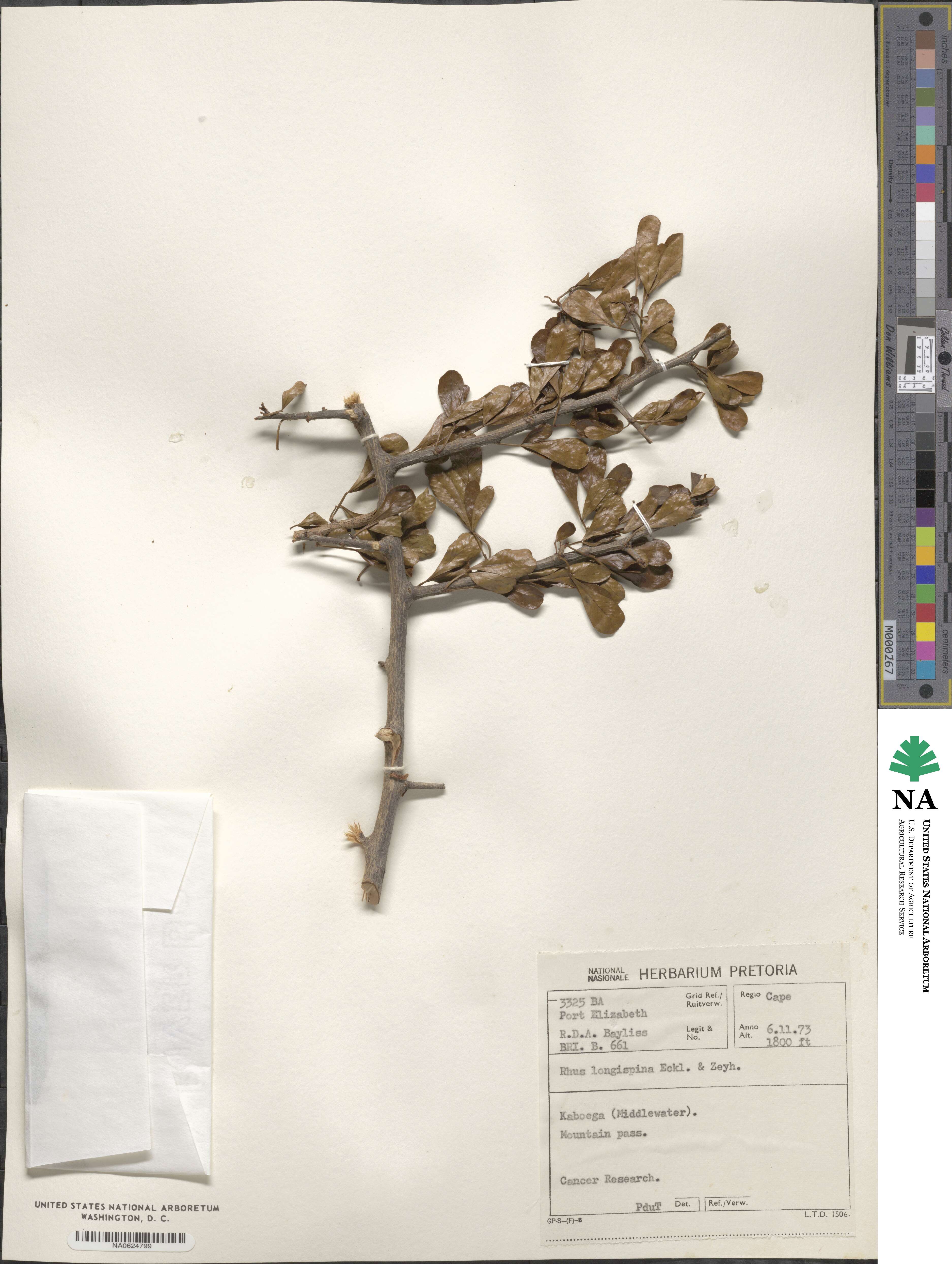 Searsia longispina image