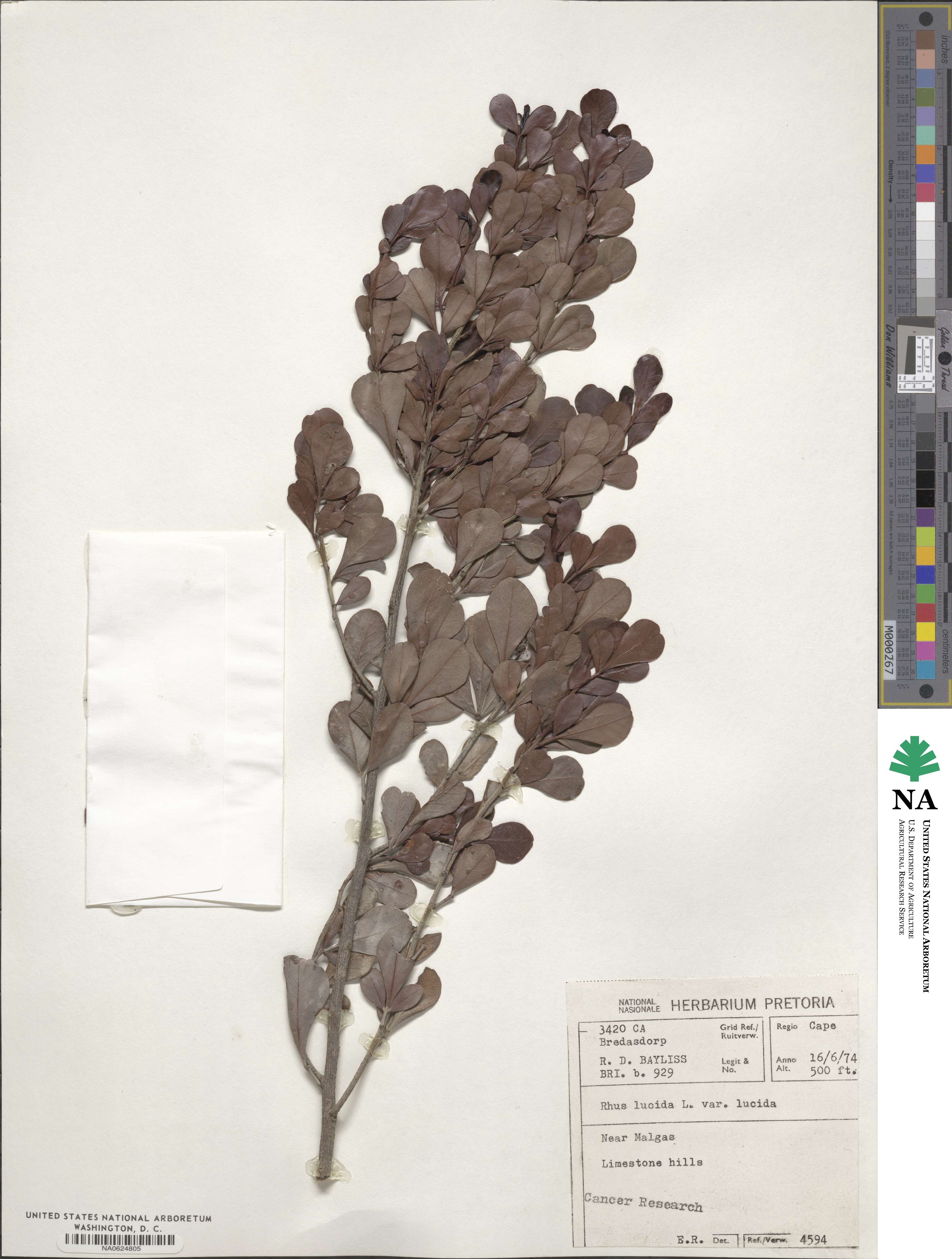 Rhus lucida image