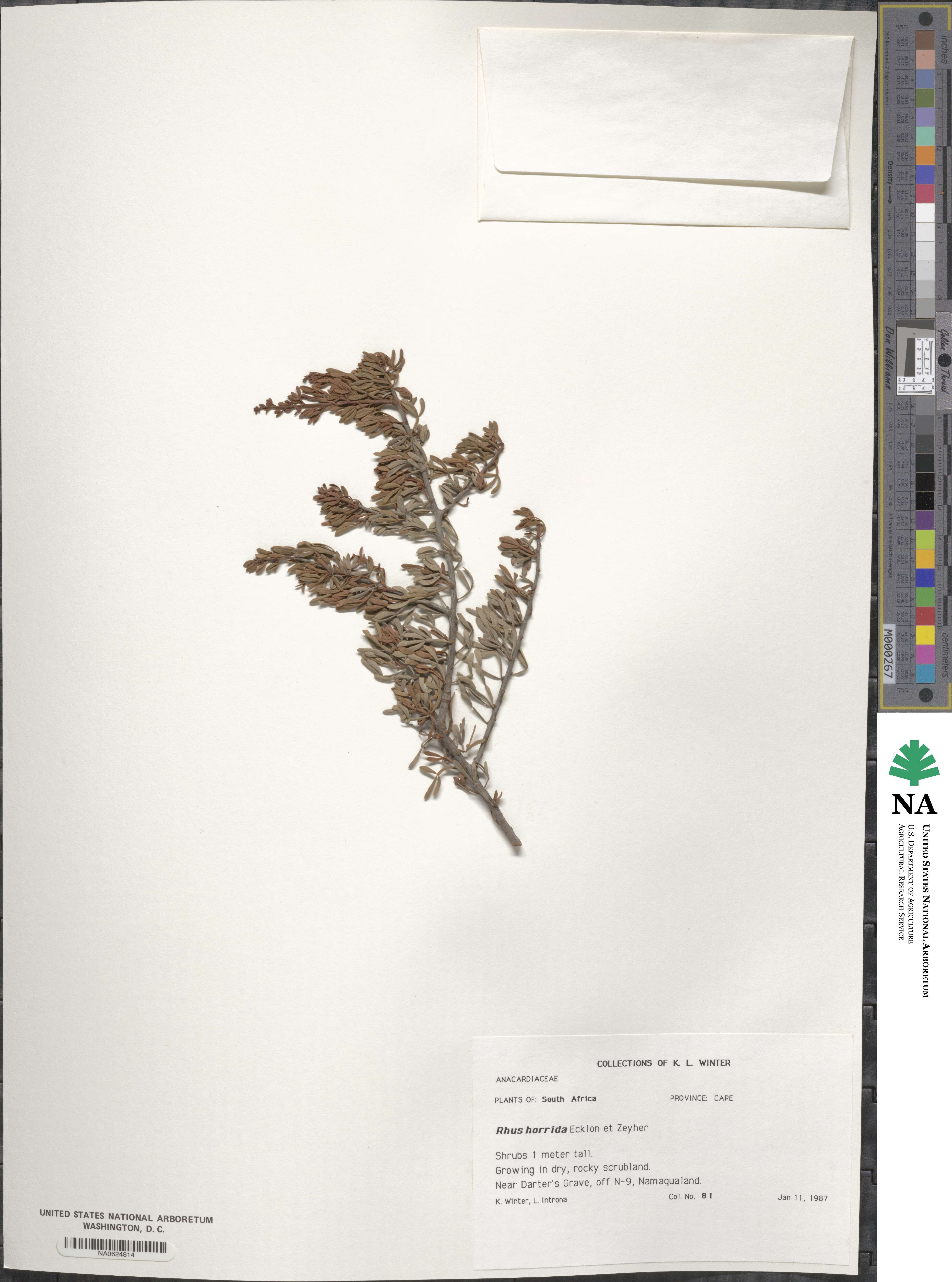 Searsia horrida image