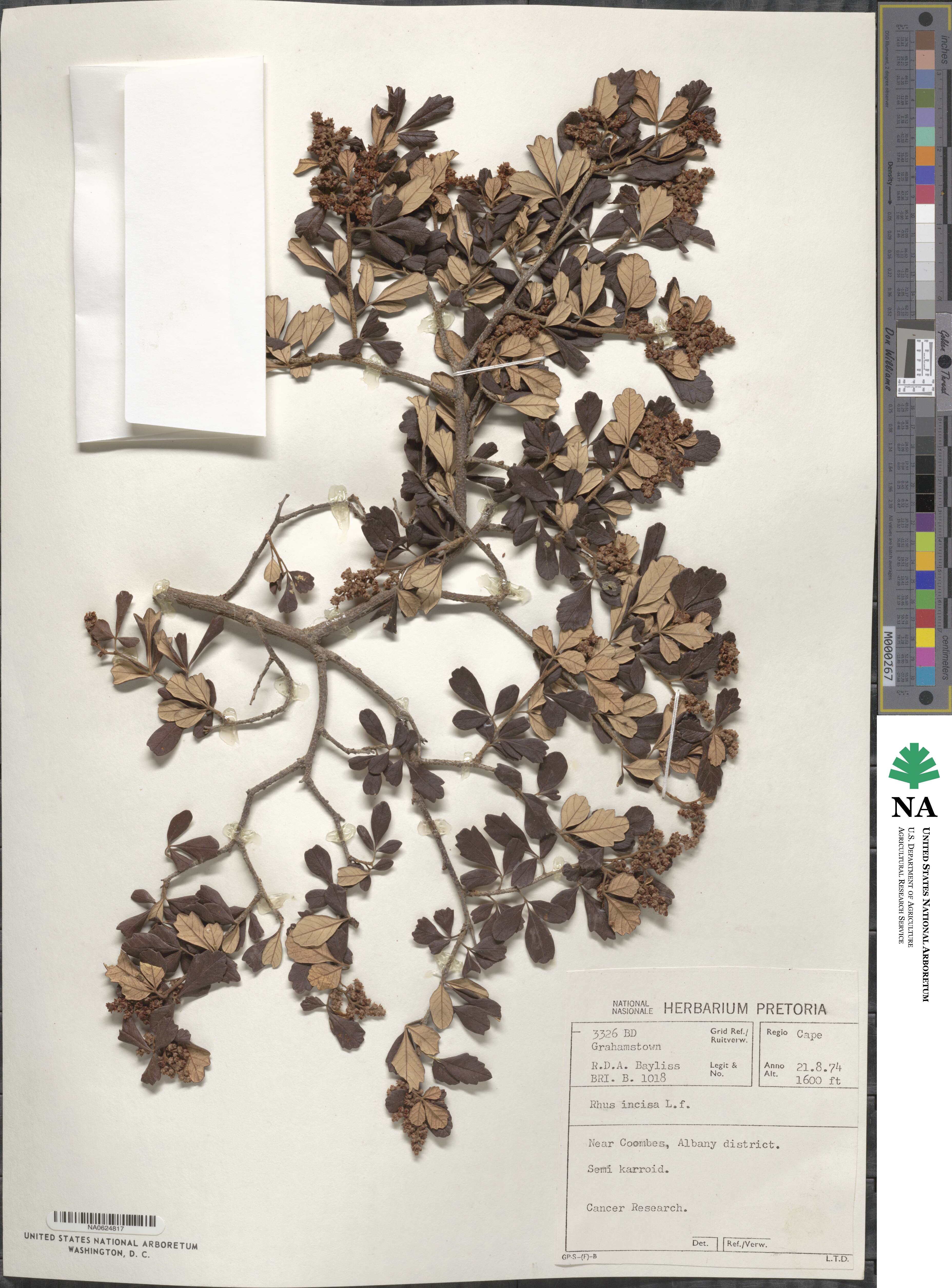 Searsia incisa image