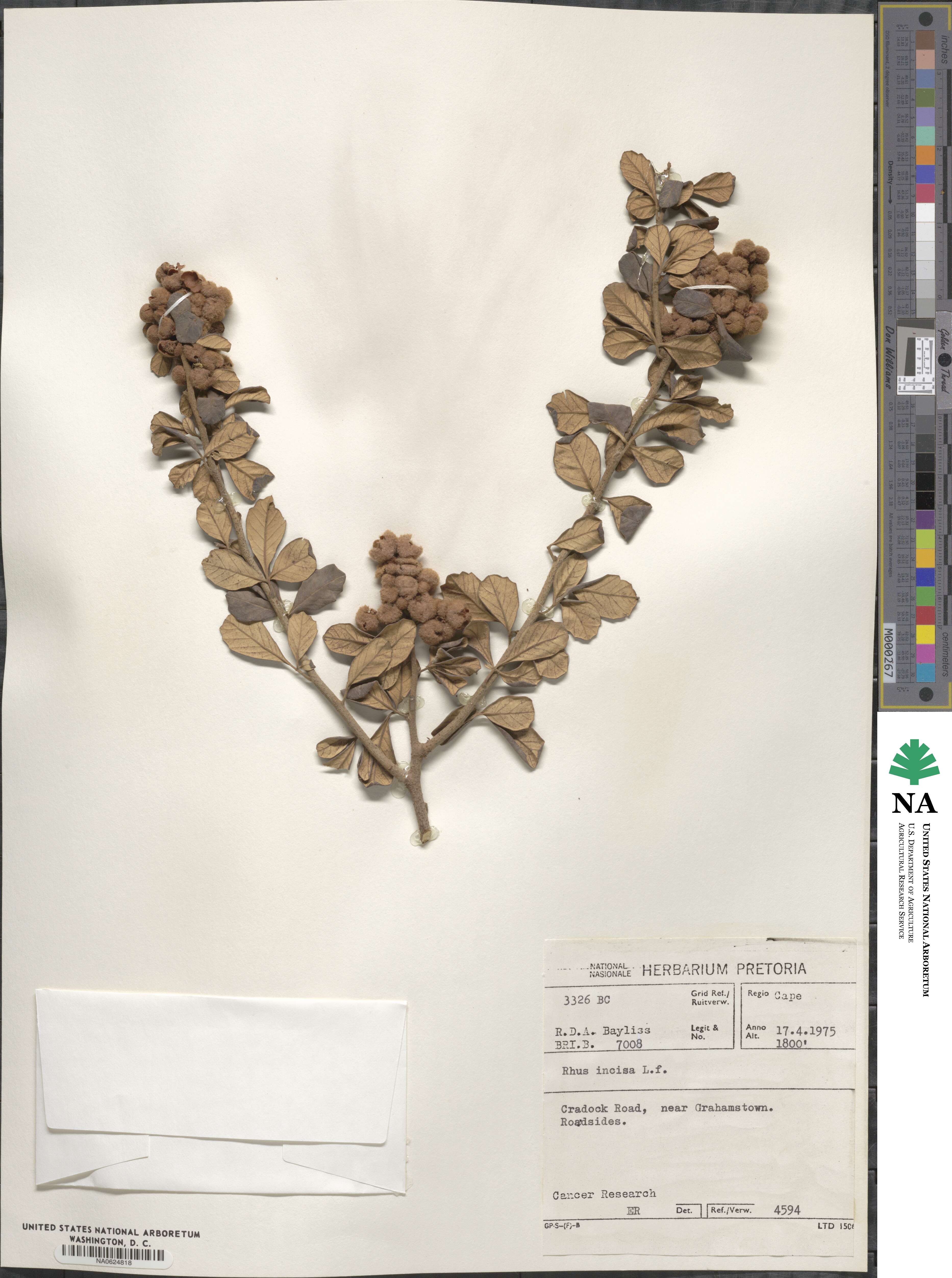 Searsia incisa image