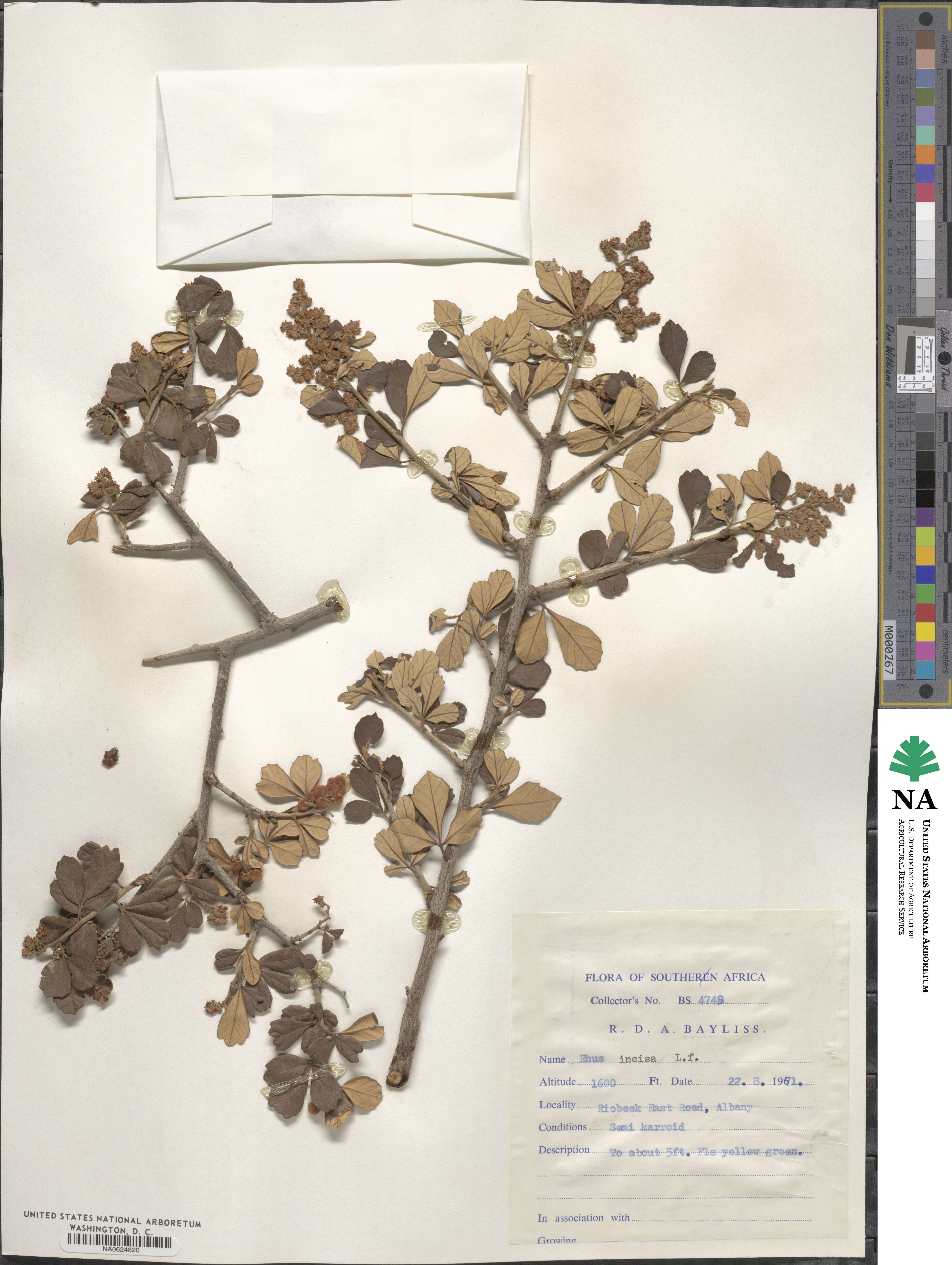 Searsia incisa image