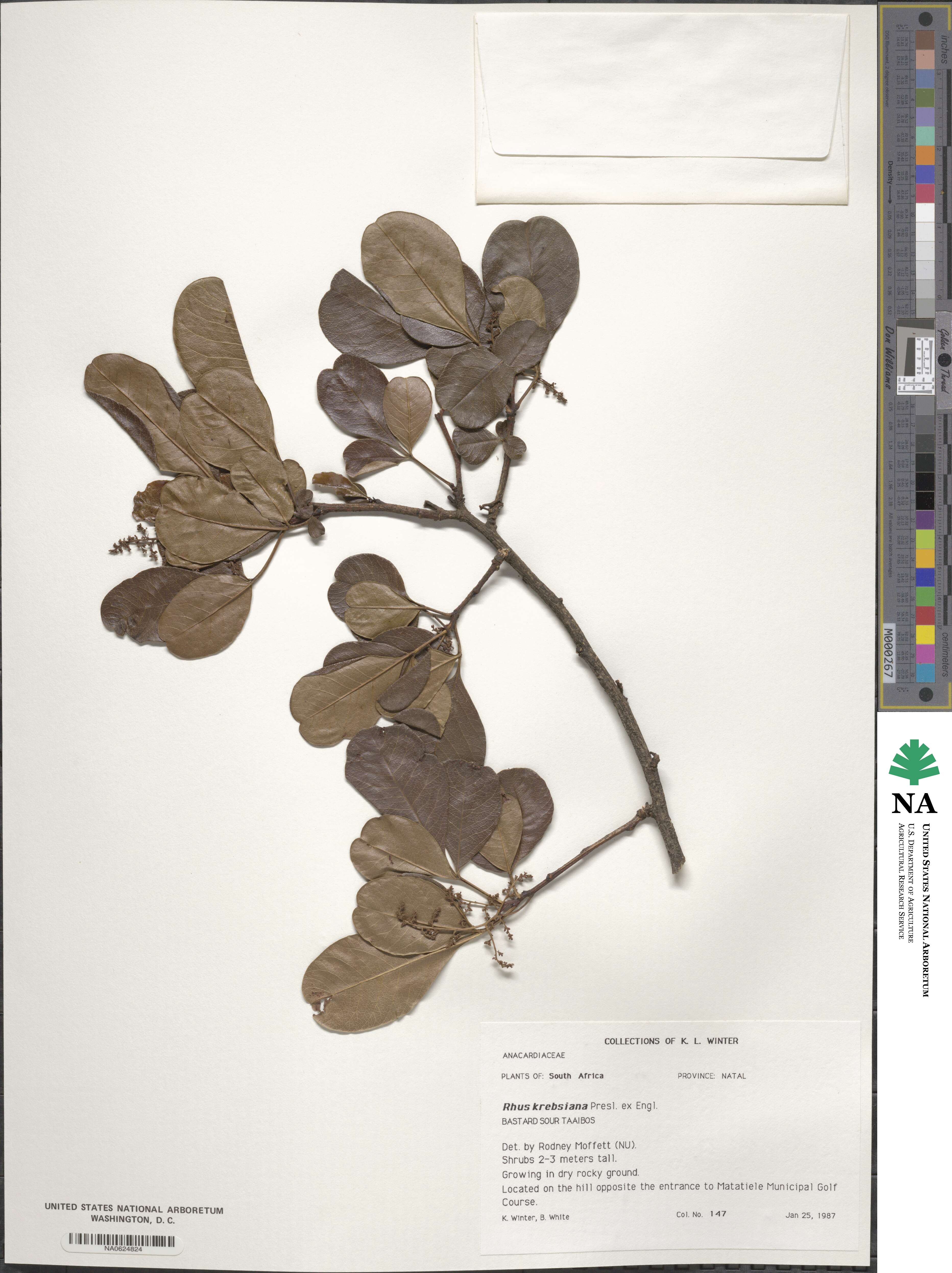 Searsia krebsiana image