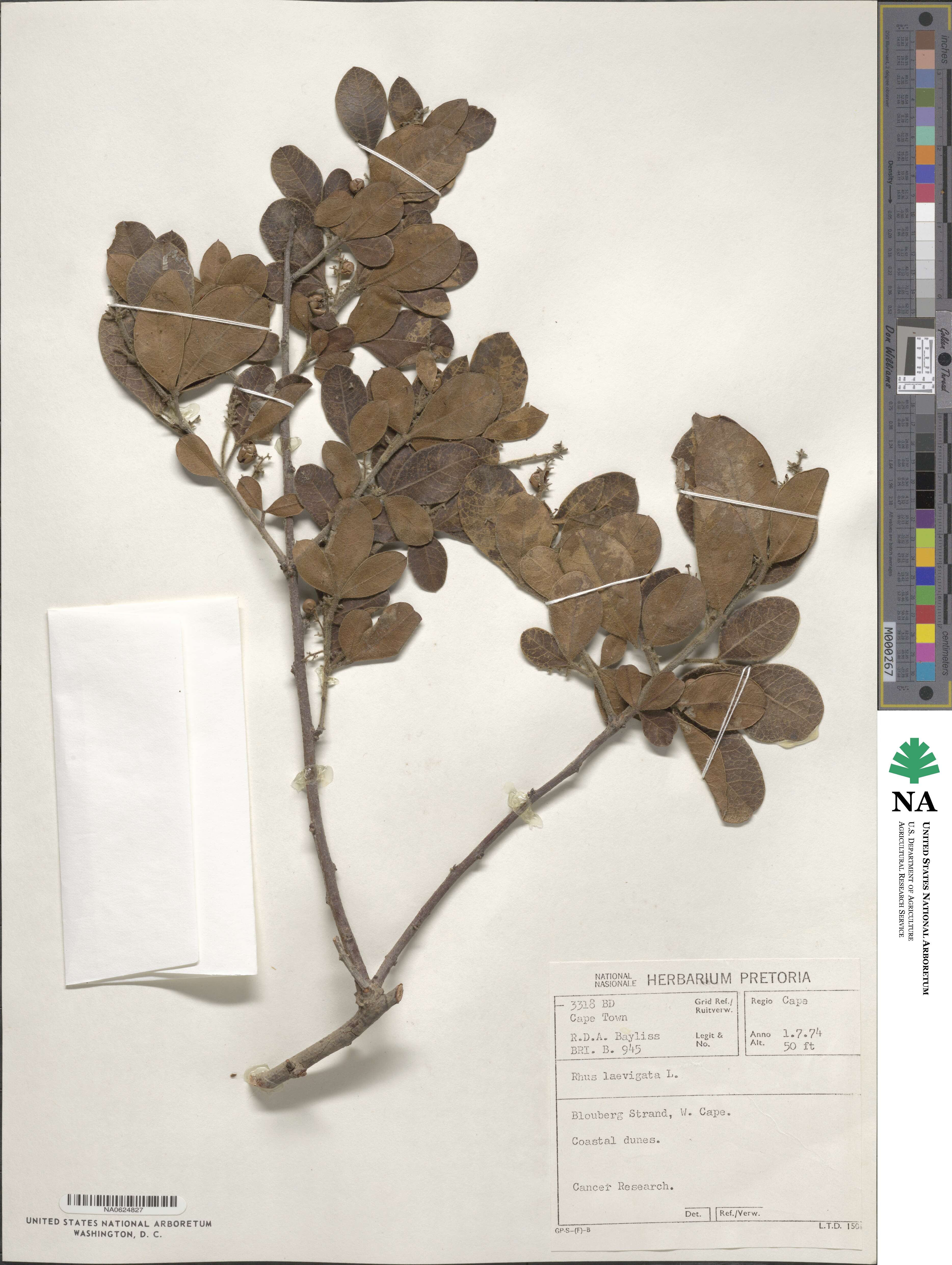 Rhus laevigata image
