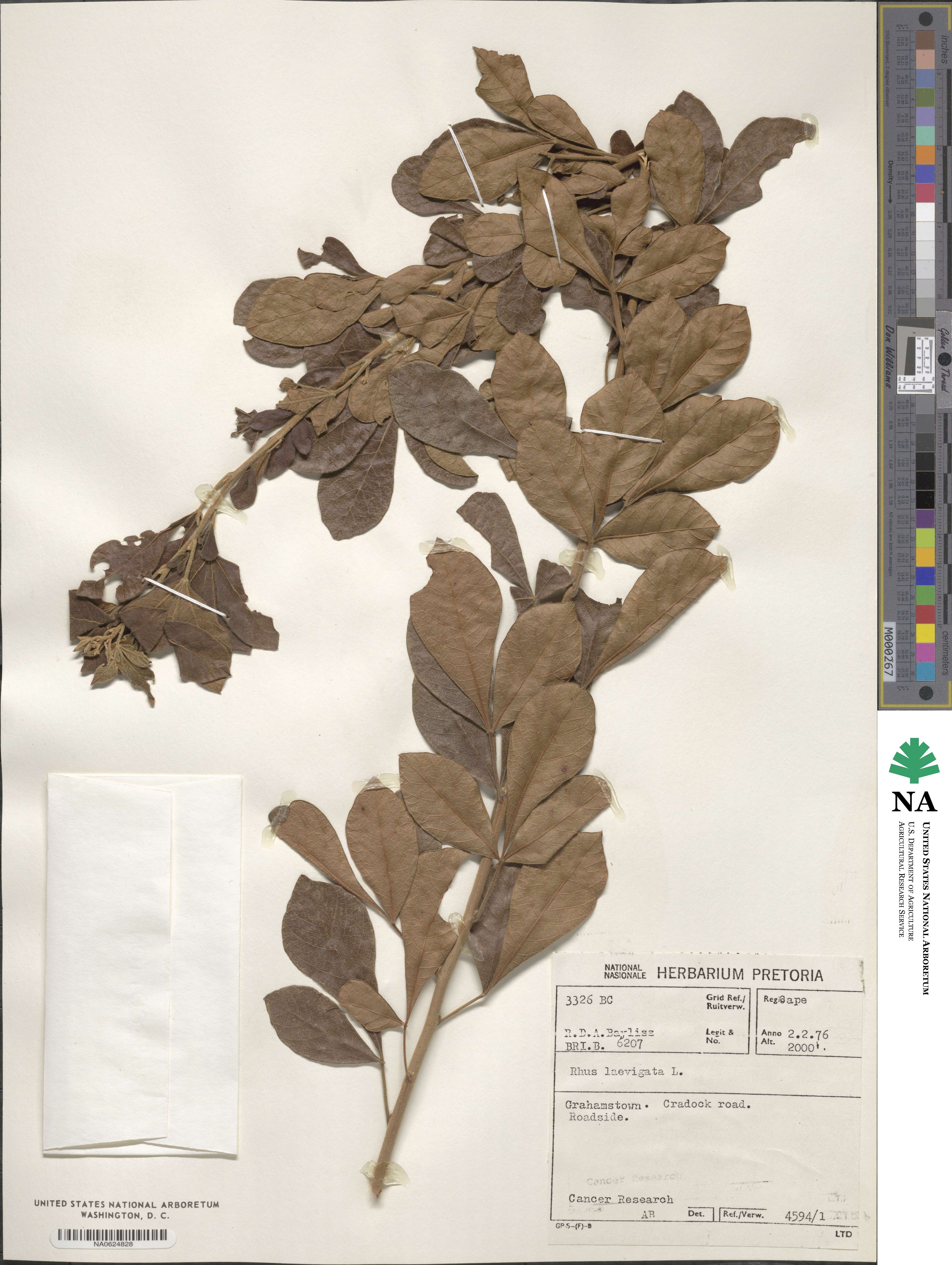 Rhus laevigata image