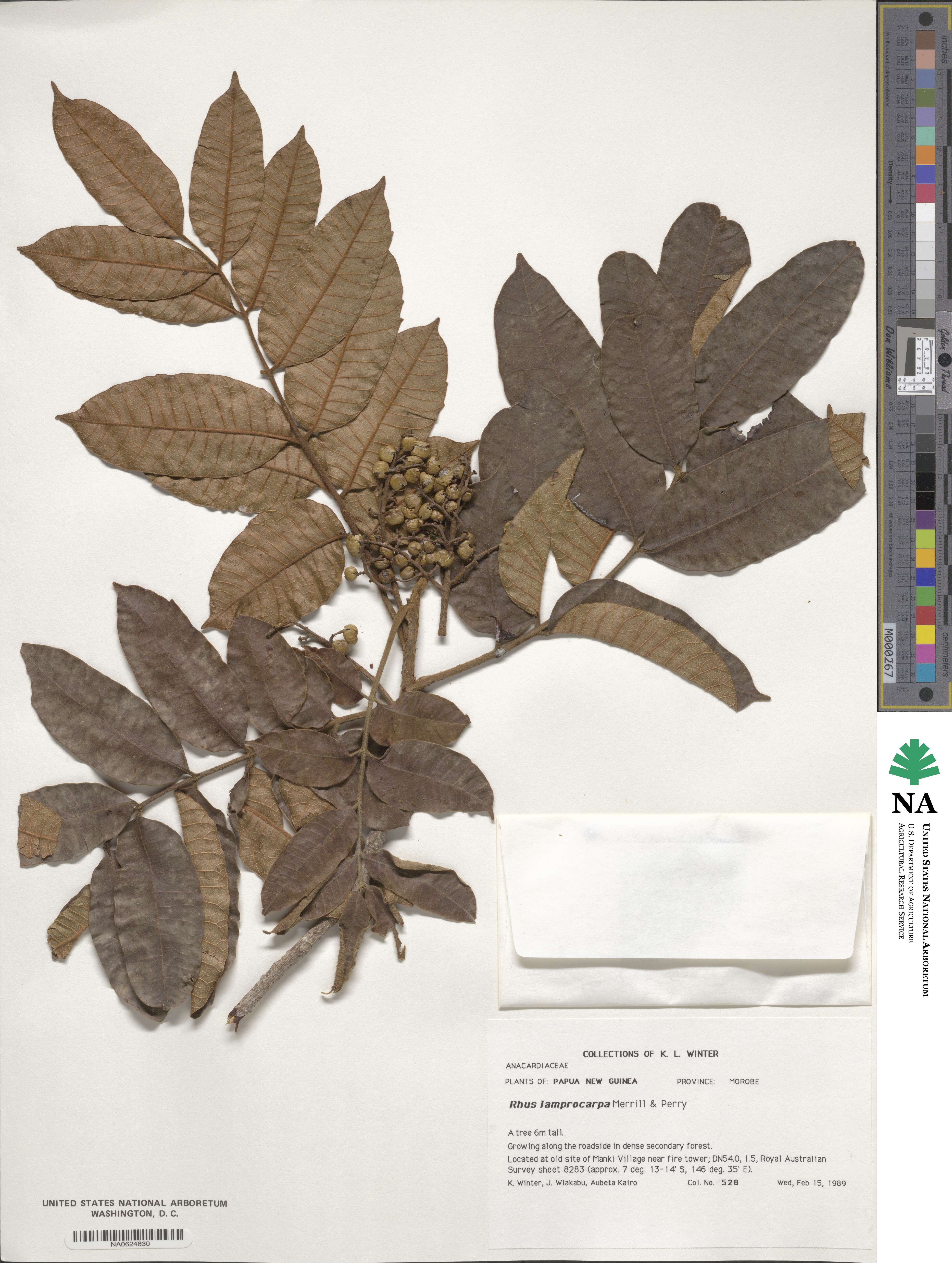 Rhus lamprocarpa image